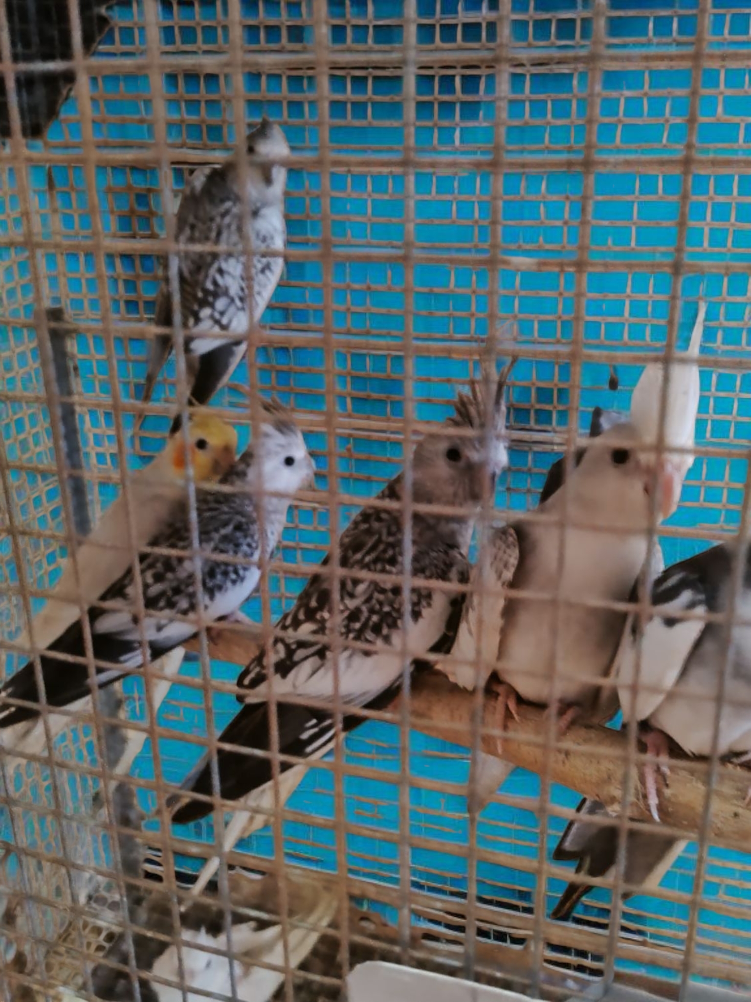 animales y mascotas - Buscando hogar, cacatúas, agapornis, alondras, aves  3