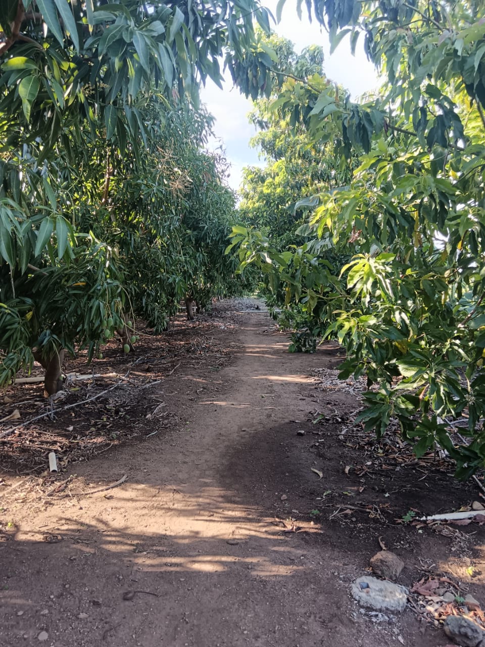 solares y terrenos - MATANZAS DE BANI, VENDO ESTA FINCA 53 TAREAS 5