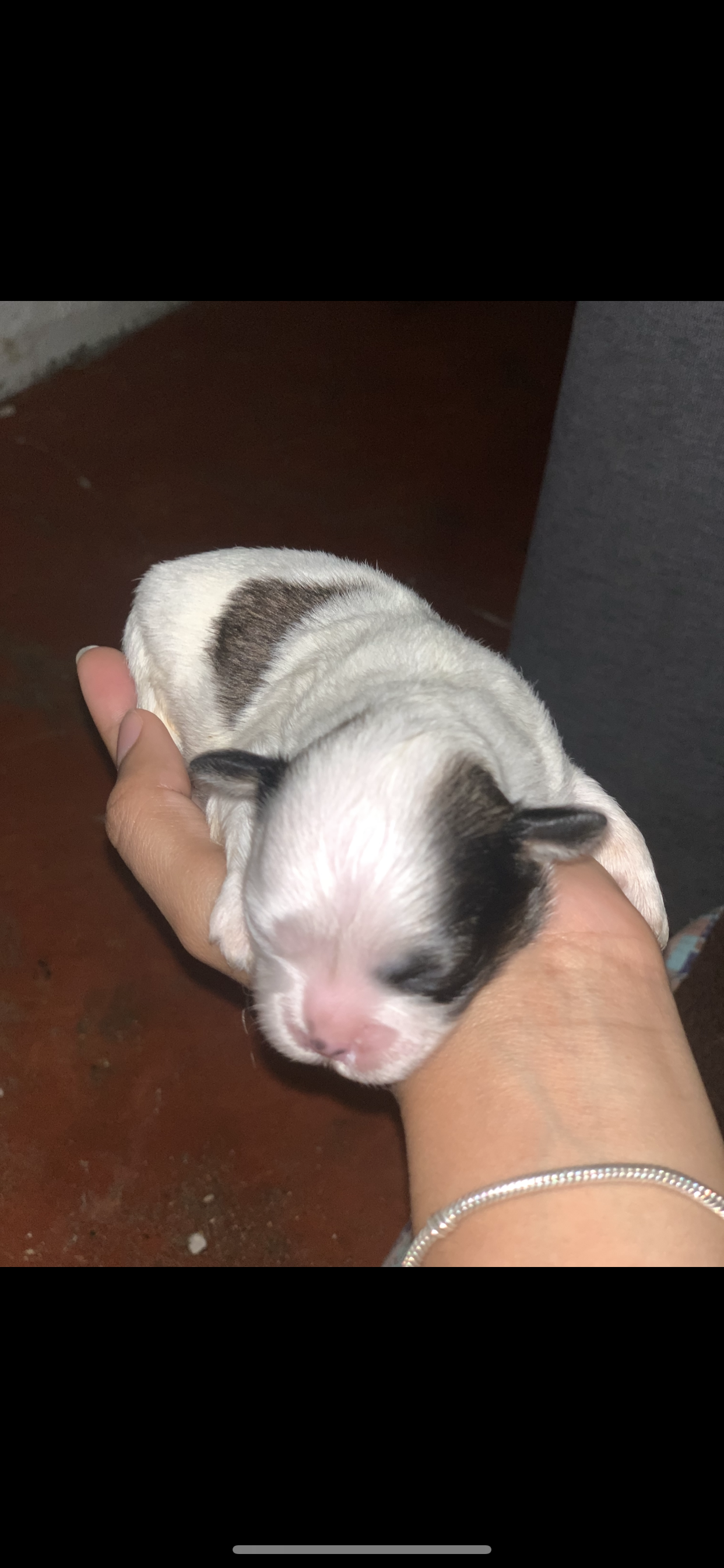 animales y mascotas - Se vende Shih Tzu. 7