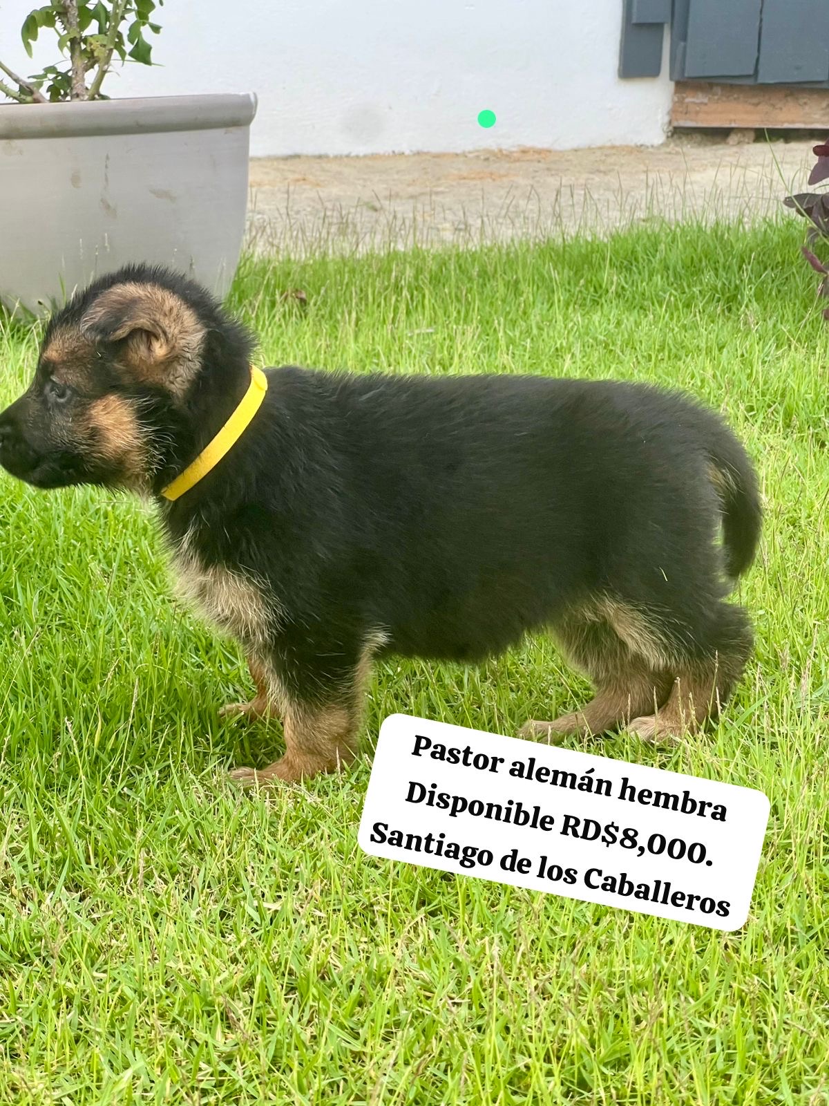 animales y mascotas - pastor alemán hembra  0