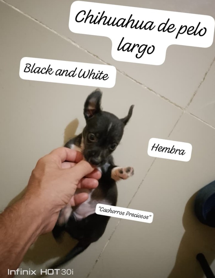 animales y mascotas - Chihuahua de pelo largo y pelo corto 9