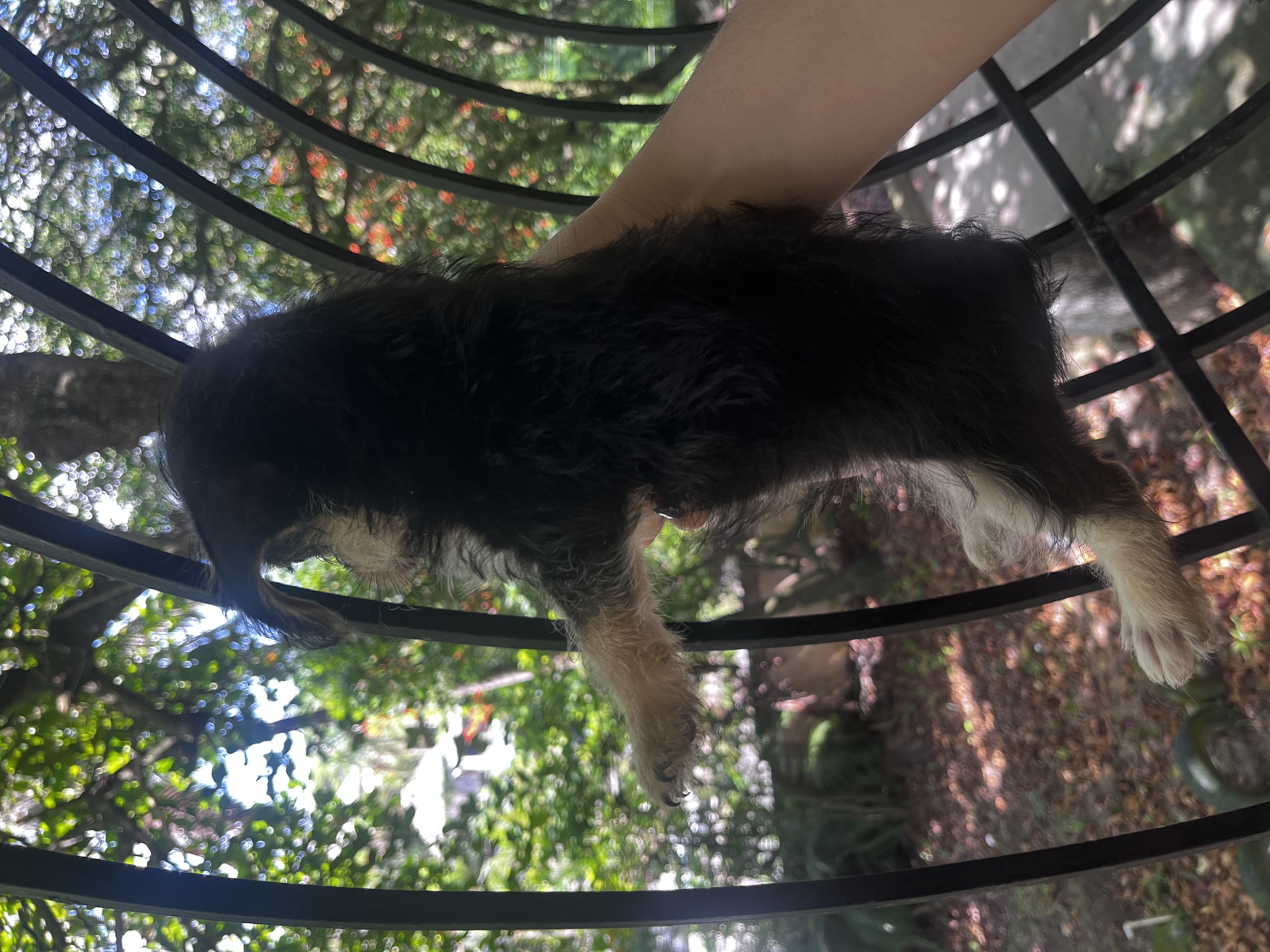 animales y mascotas - Perrito Yorkipoo 2