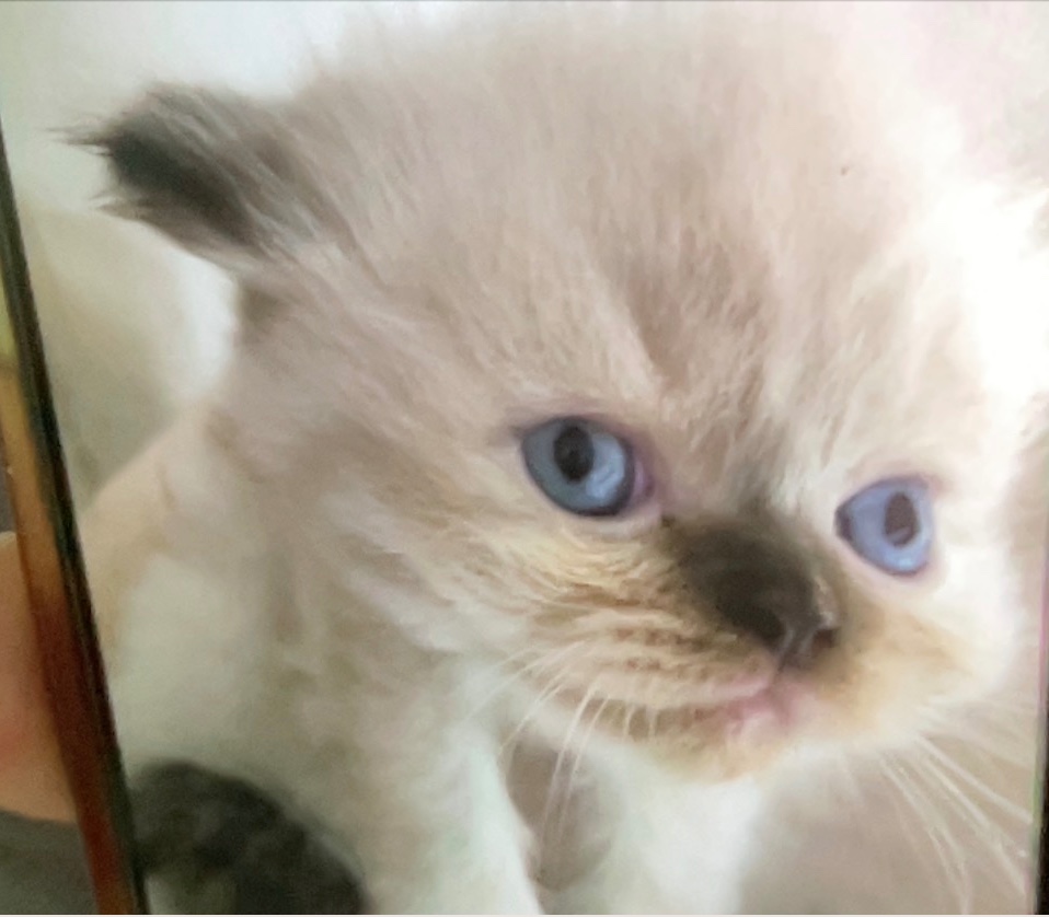 animales y mascotas - Gatita Persa Doll Face Himalaya Blue Point 0
