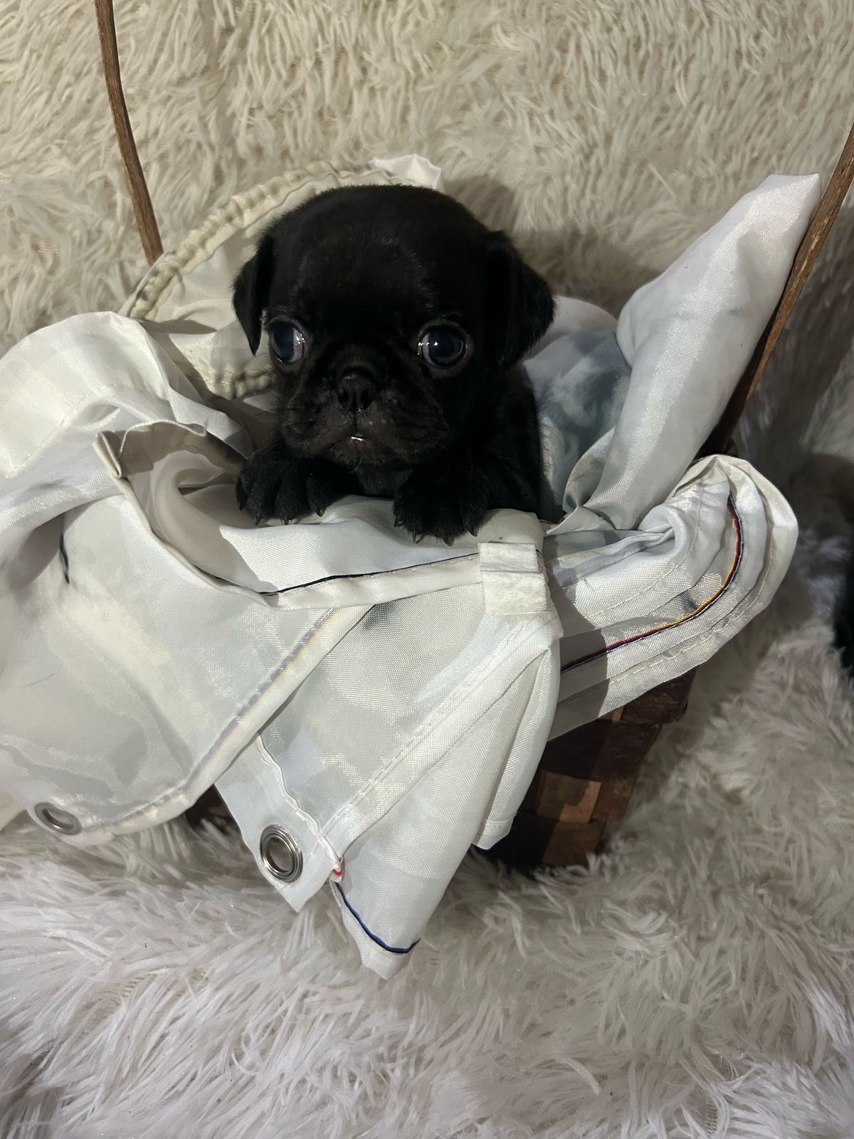 animales y mascotas - pug 4