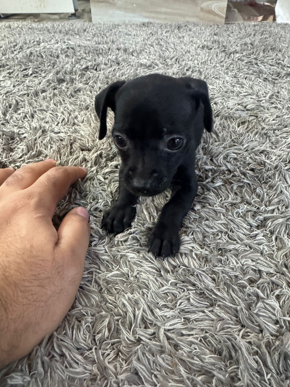 animales y mascotas - OFERTA CACHORRO CHIHUAHUA AMBOS SEXO MERLE SE ENTR 4