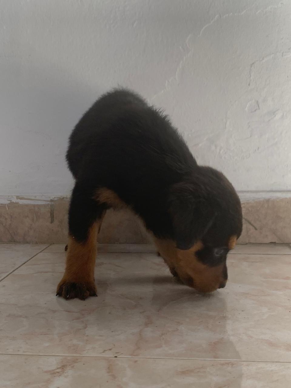 animales y mascotas - Rottweiler hembra  4