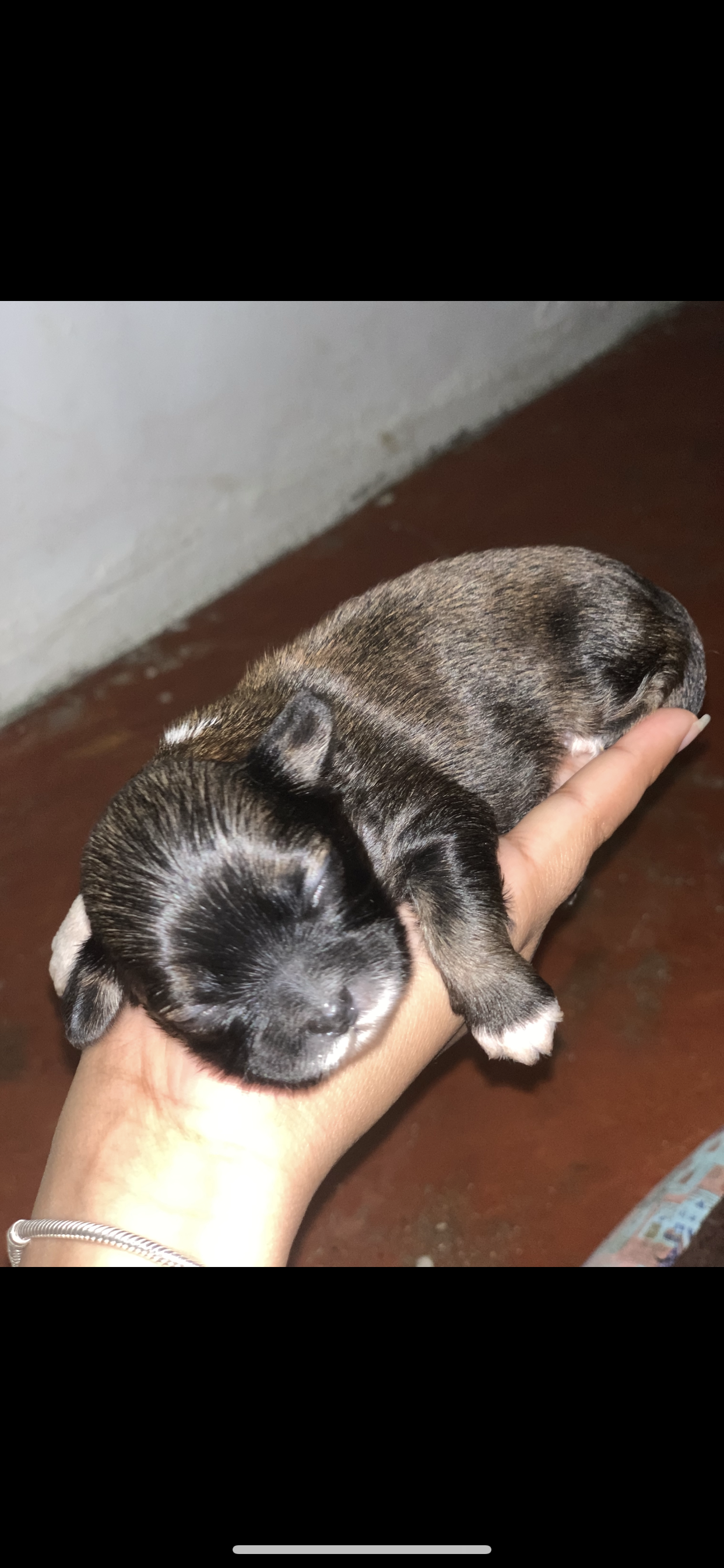 animales y mascotas - Se vende Shih Tzu. 4