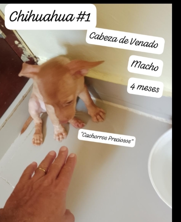 animales y mascotas - Chihuahua Cabeza de Venado Mini 1