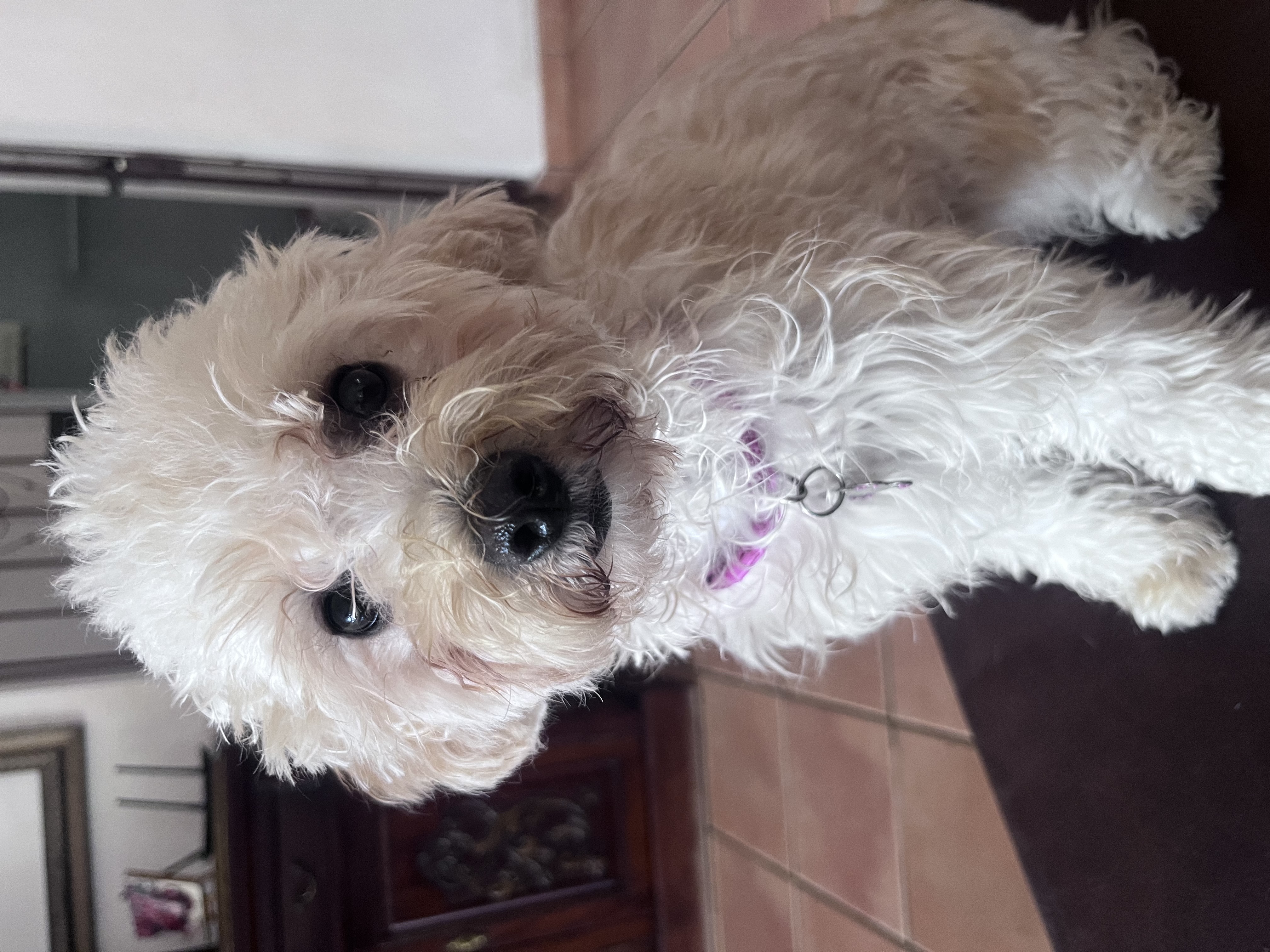 animales y mascotas - Maltipoo cachorro 10 meses  1