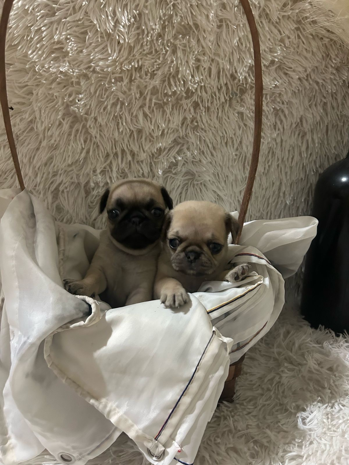 animales y mascotas - pug 1