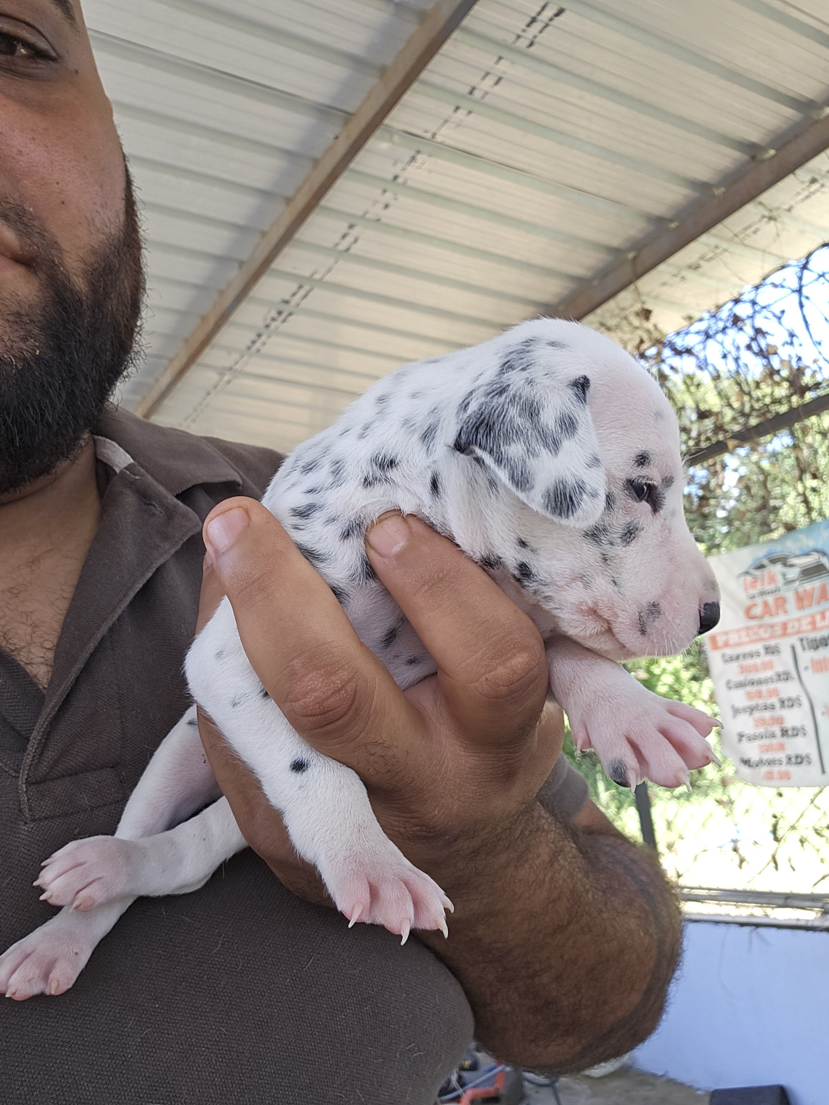 animales y mascotas - Dalmata Cachorros 100% puros 3