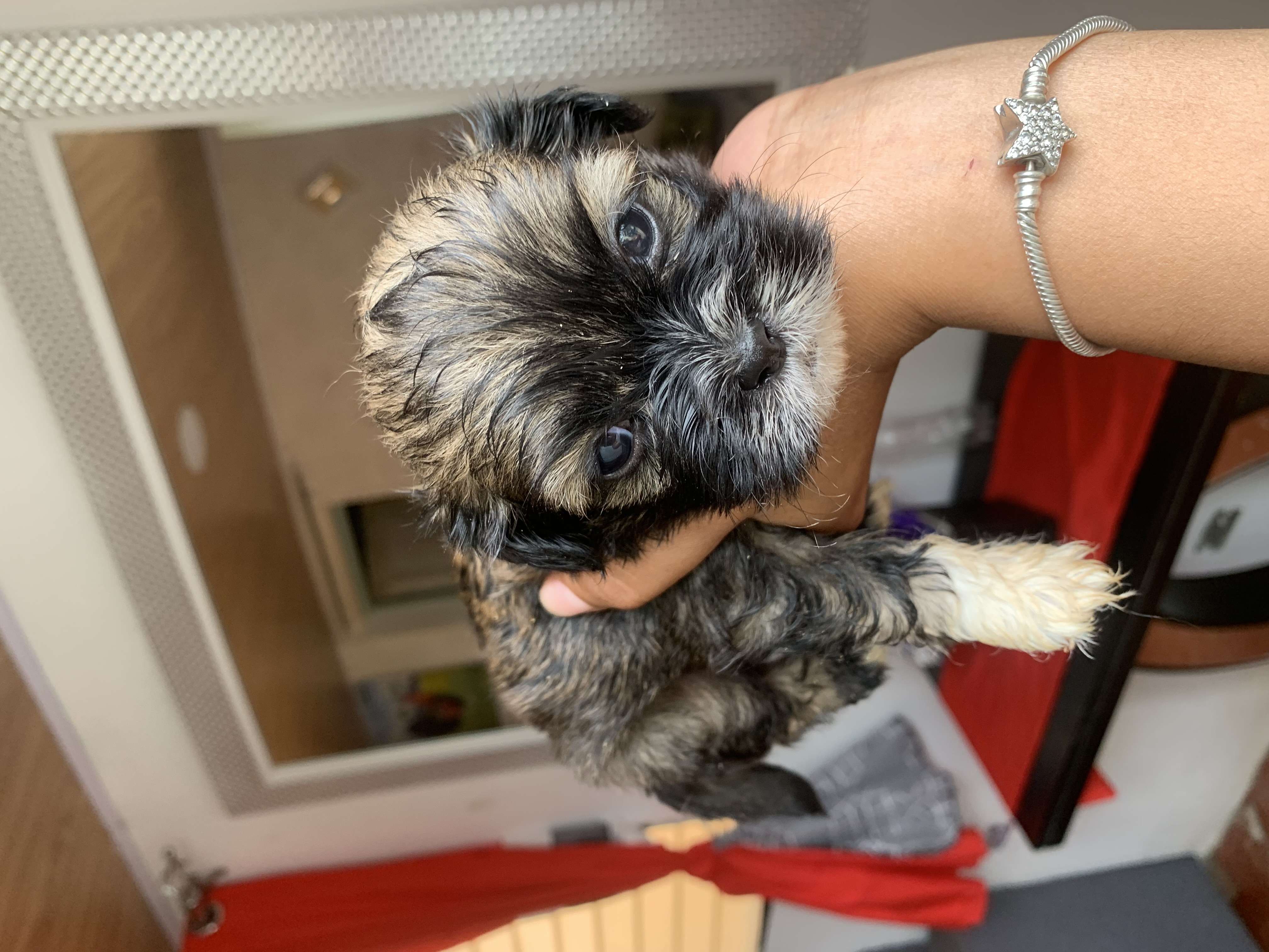 animales y mascotas - Se vende Shih Tzu. 5