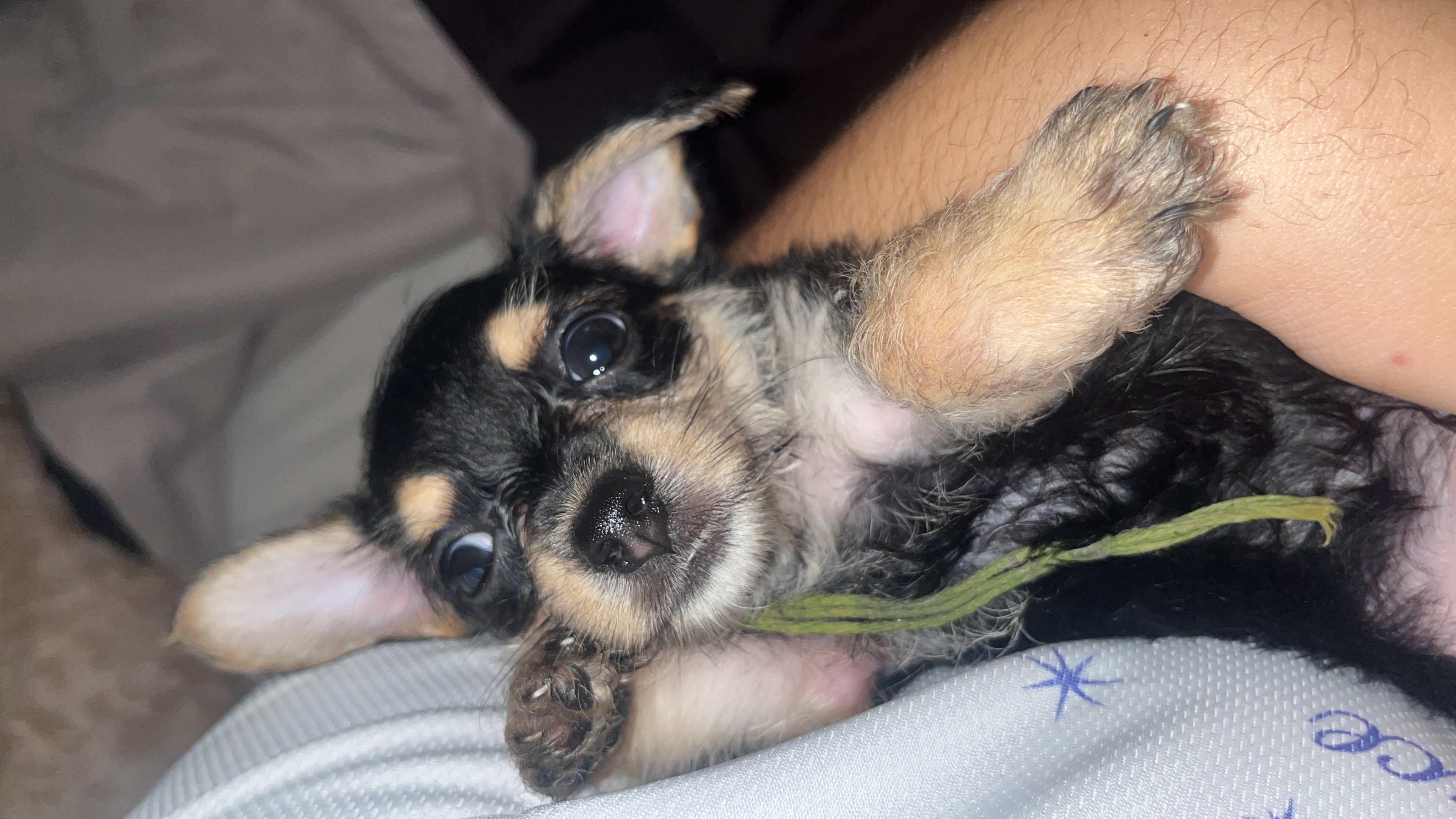 animales y mascotas - Perrito Yorkipoo 0