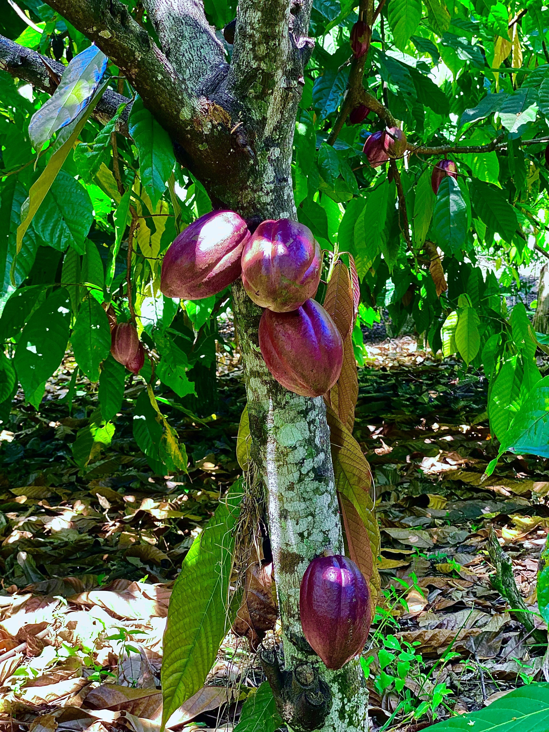 solares y terrenos - Finca Hacienda de Cacao  0