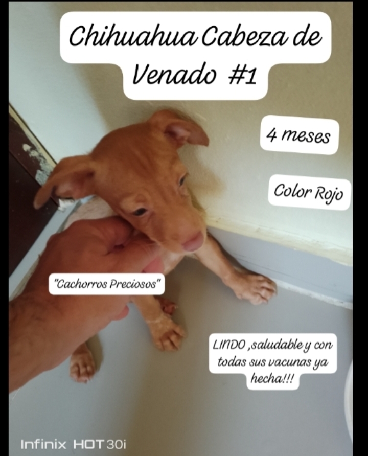 animales y mascotas - Chihuahua Cabeza de Venado Mini 2