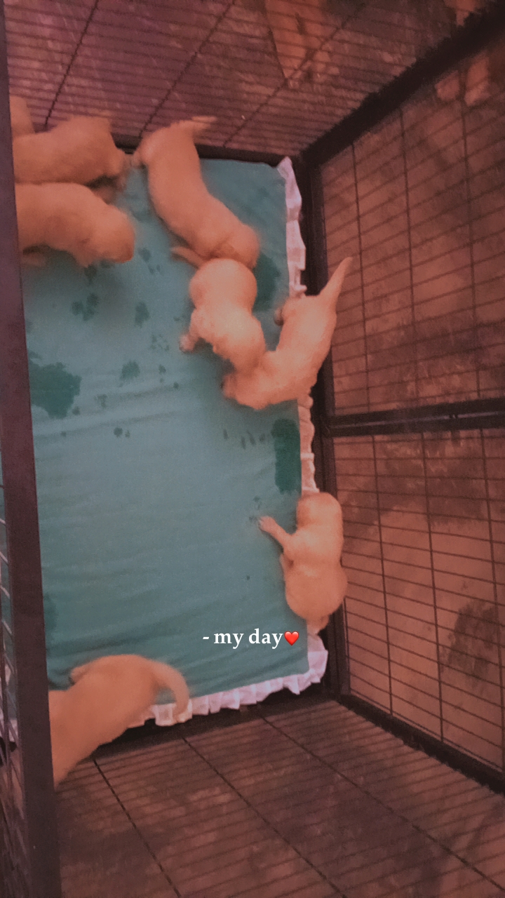 animales y mascotas - Golden retrivers  0