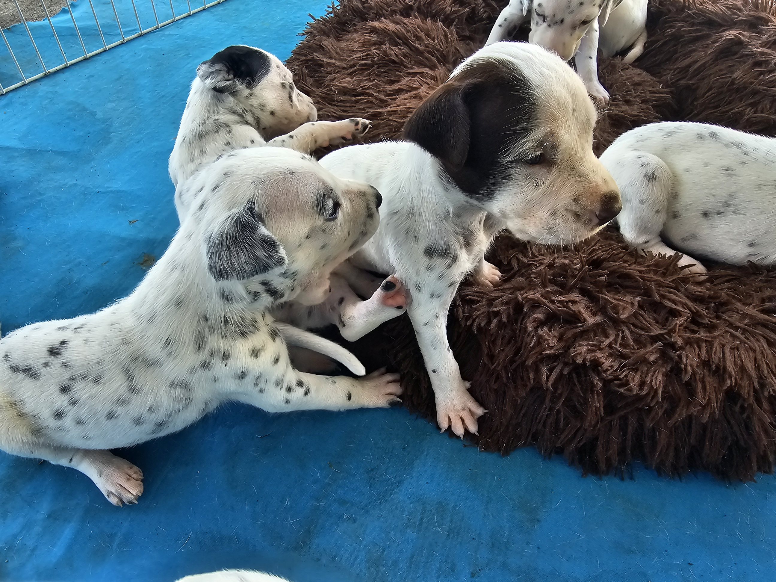 animales y mascotas - Dalmata Cachorros 100% puros 4