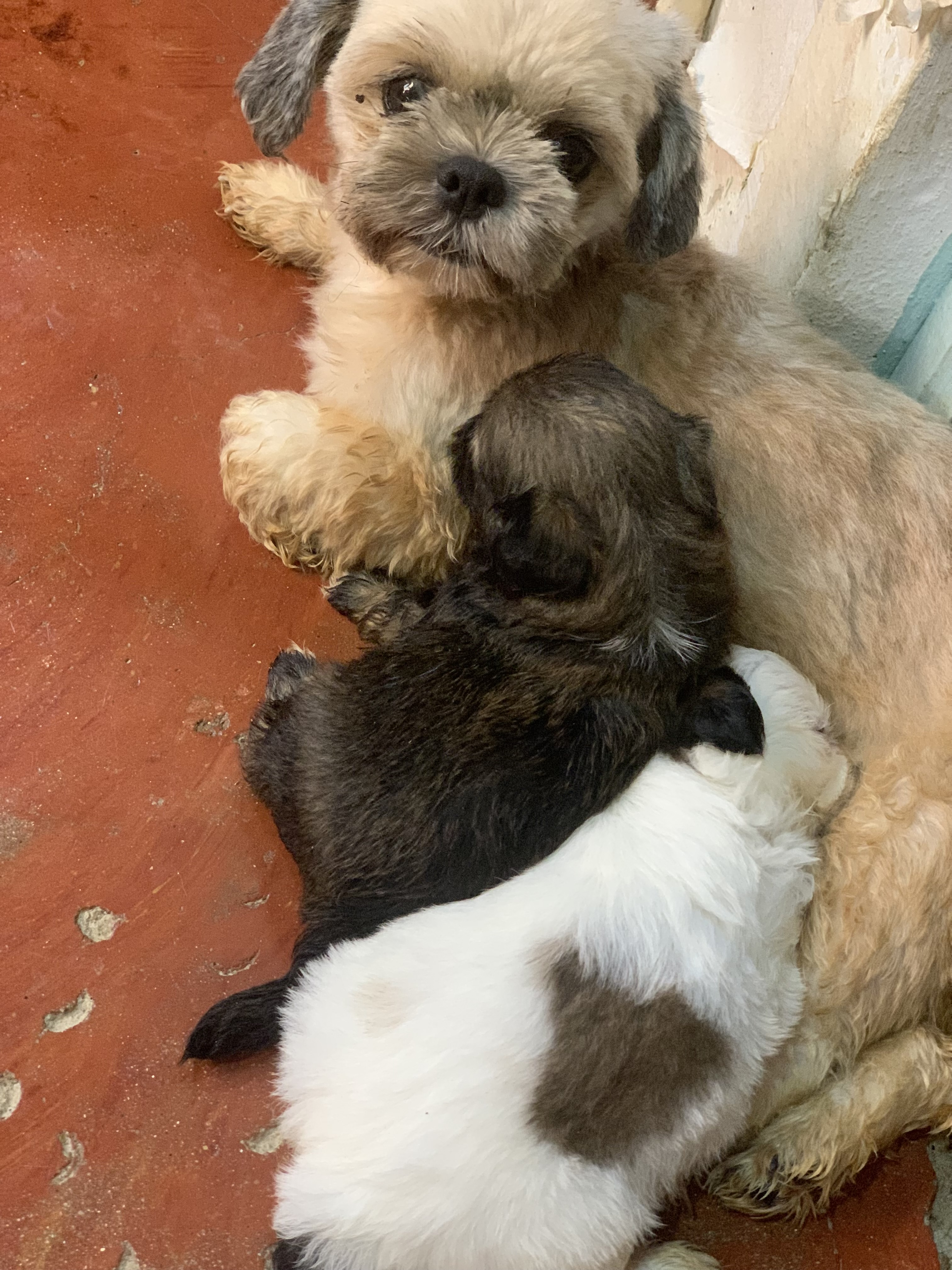 animales y mascotas - Se vende Shih Tzu. 6