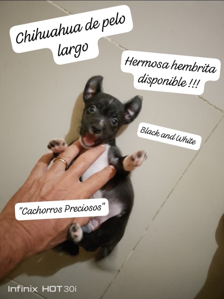 animales y mascotas - Chihuahua de pelo largo y pelo corto 8
