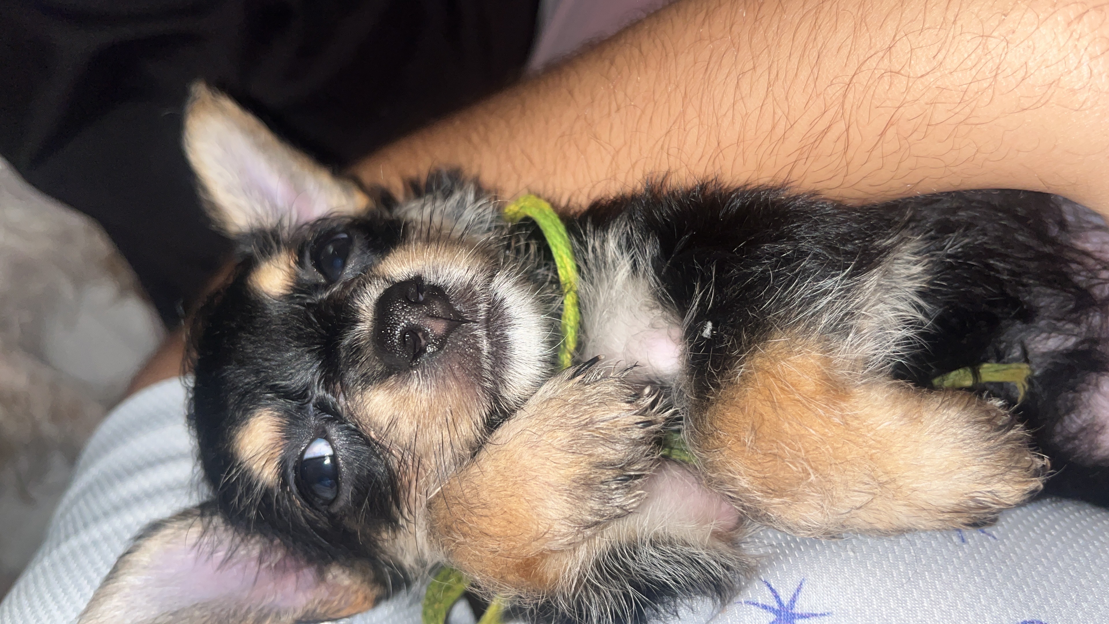 animales y mascotas - Perrito Yorkipoo 1