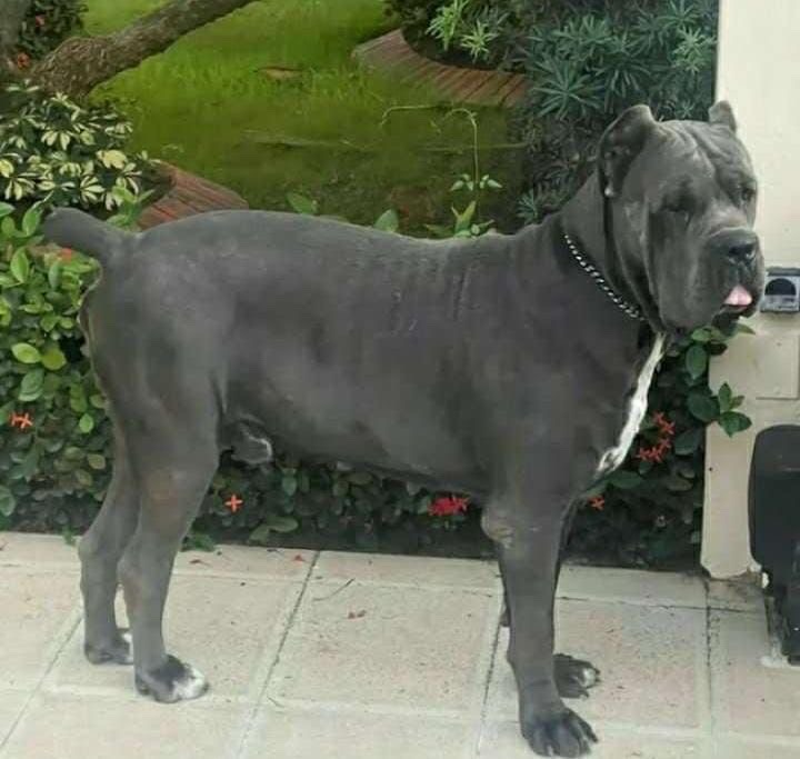animales y mascotas - cane corso 0