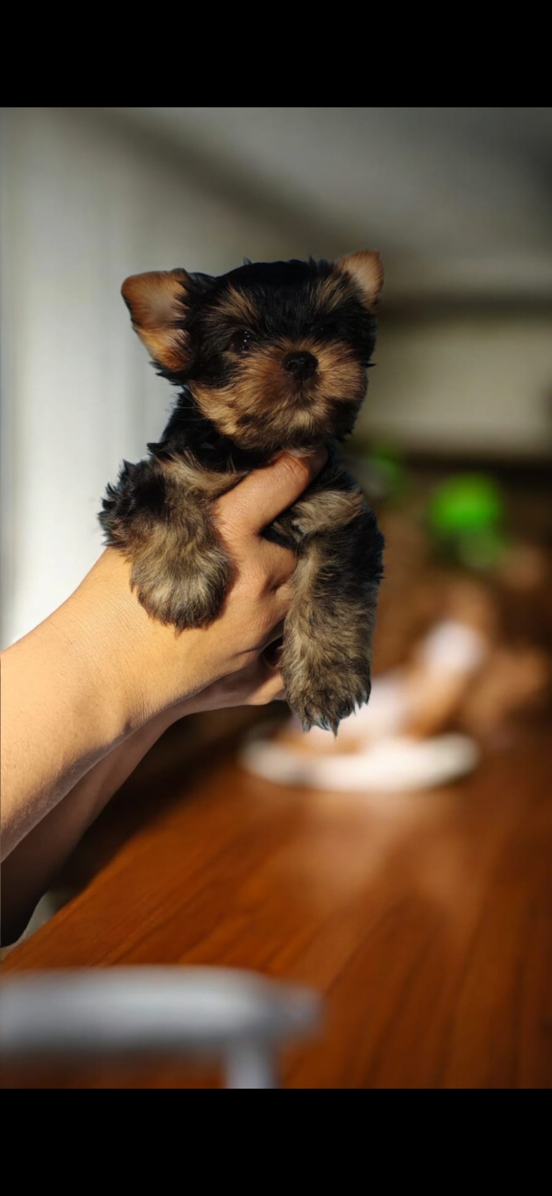 animales y mascotas - Yorkie macho. Excelente linaje 0