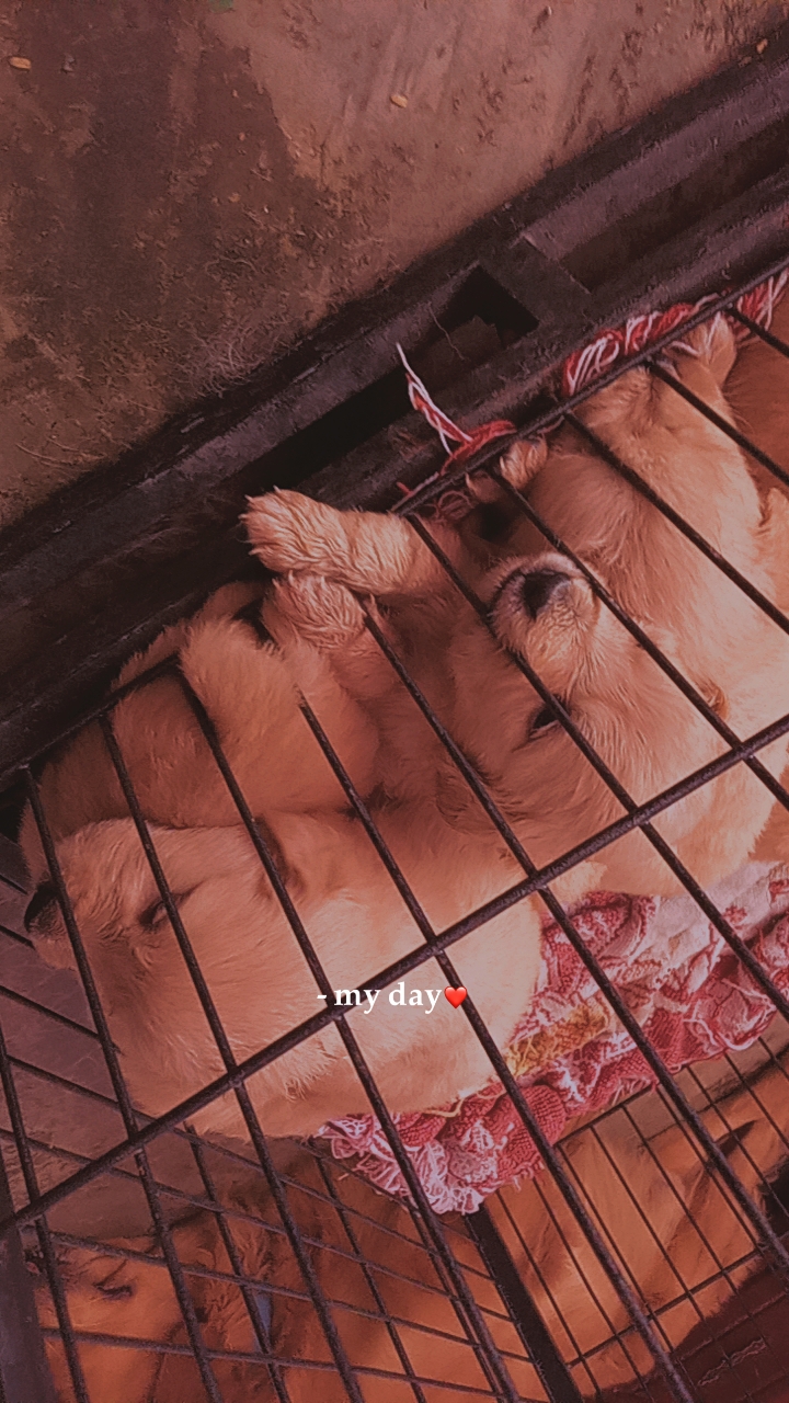 animales y mascotas - Golden retrivers  1