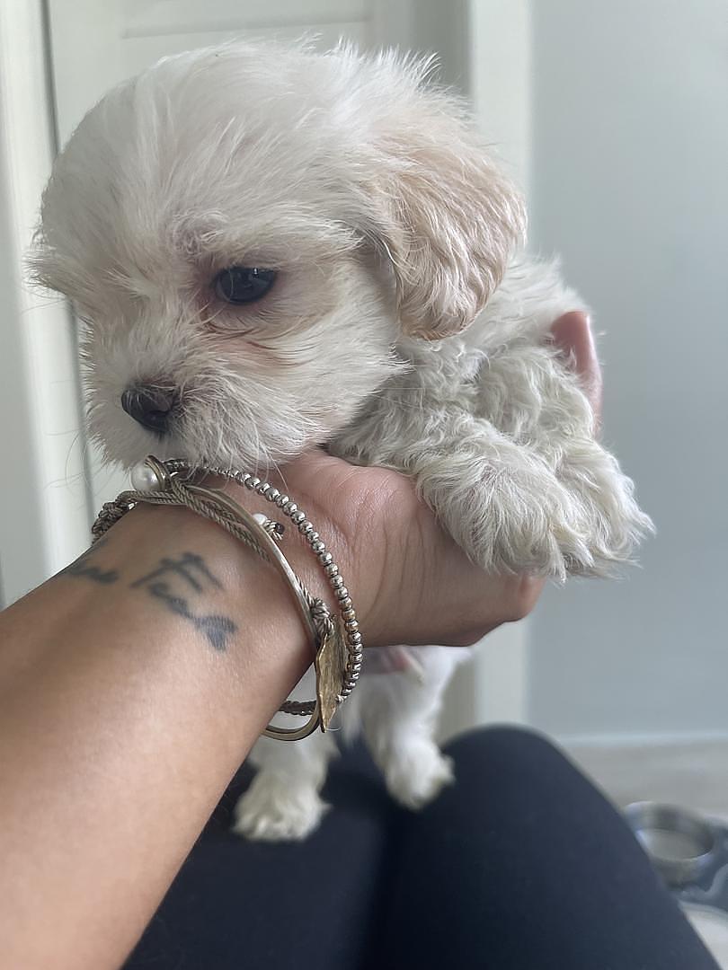 animales y mascotas - Cachorros Shih Tzu x Maltés,tercera camada, sanos, comen purina,nacidos mayo 30 0