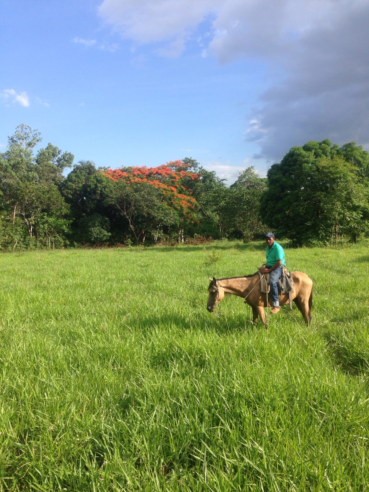 solares y terrenos - Vendo finca ganadera de oportunida en Bayaguana 0
