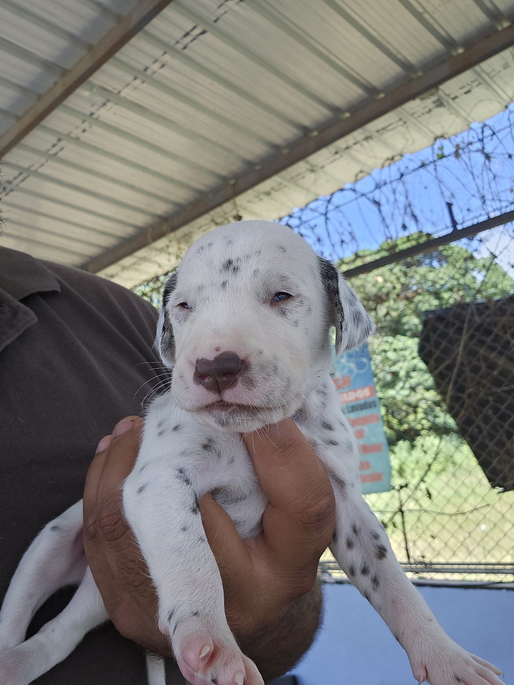 animales y mascotas - Dalmata Cachorros 100% puros 5