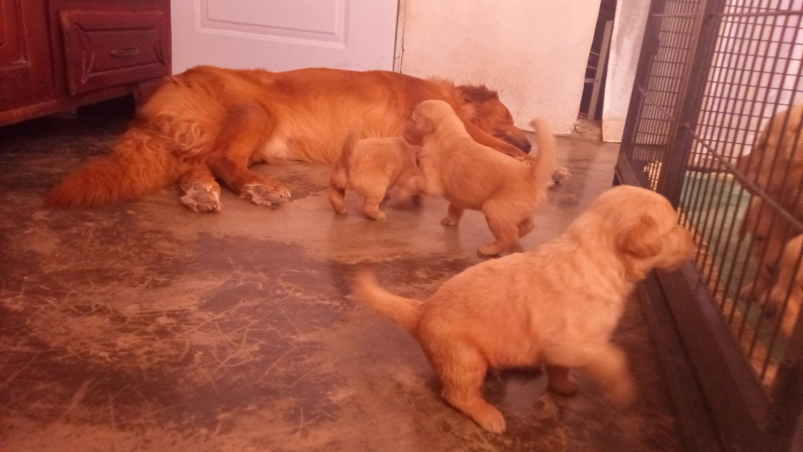 animales y mascotas - Golden retrivers  2