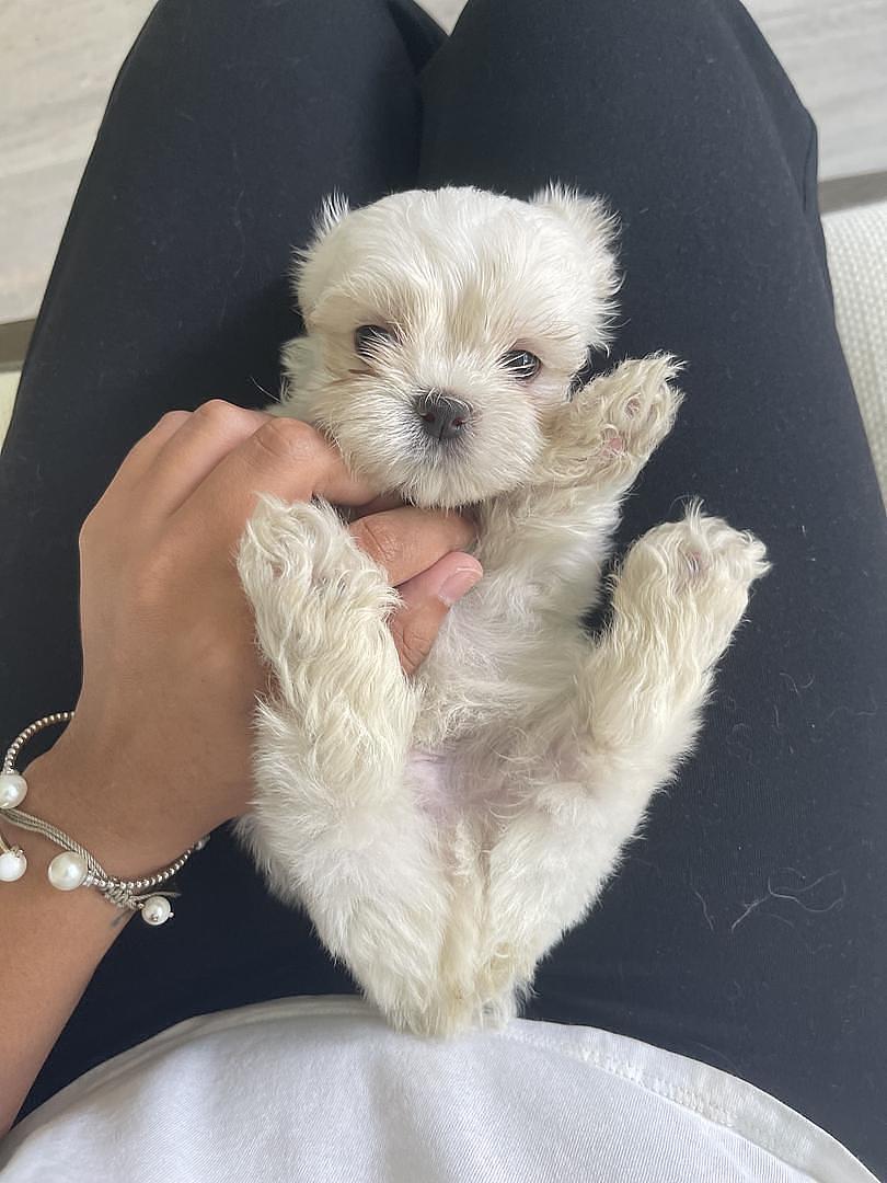 animales y mascotas - Cachorros Shih Tzu x Maltés,tercera camada, sanos, comen purina,nacidos mayo 30 1