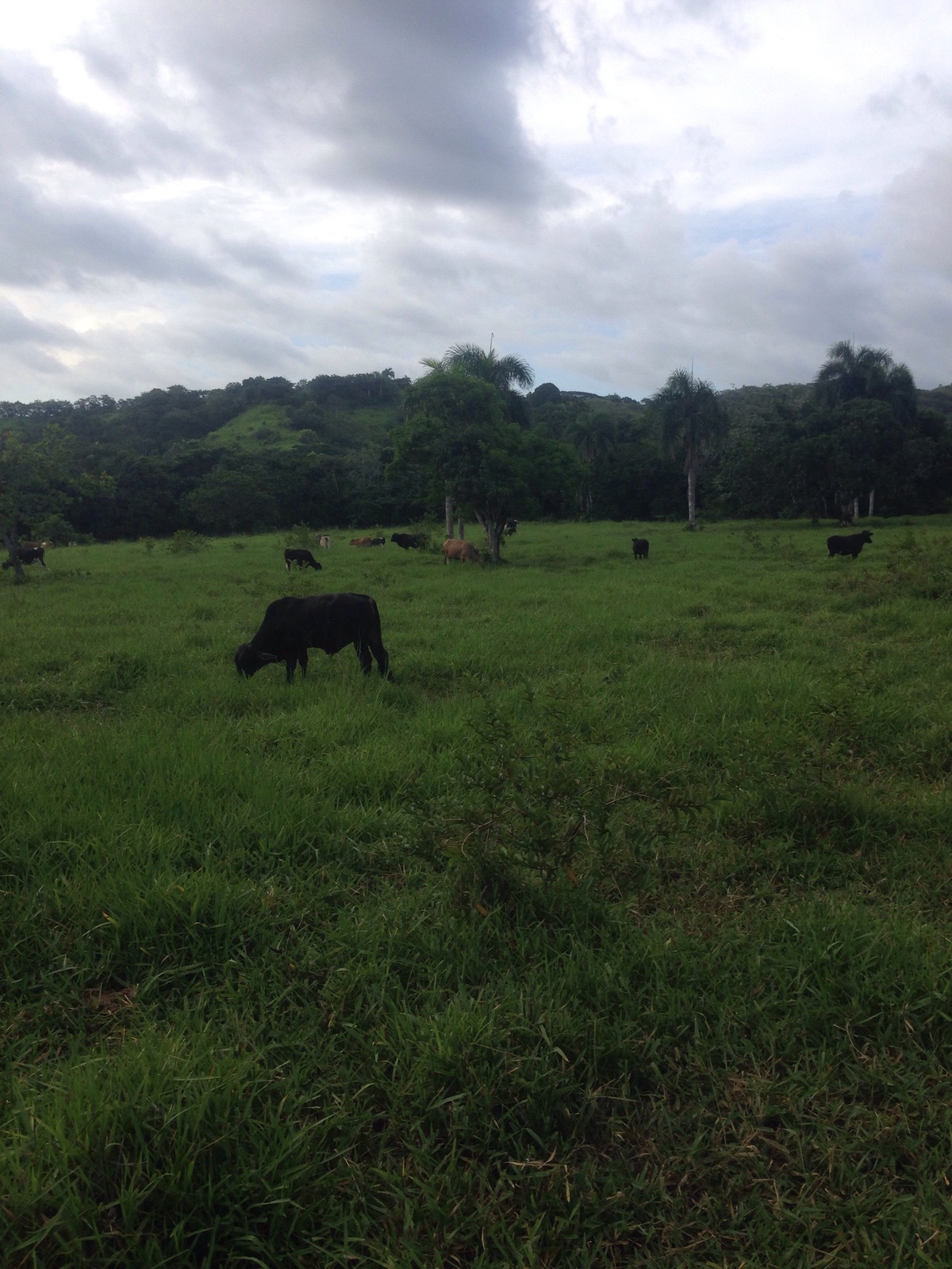 solares y terrenos - Vendo finca ganadera de oportunida en Bayaguana 1