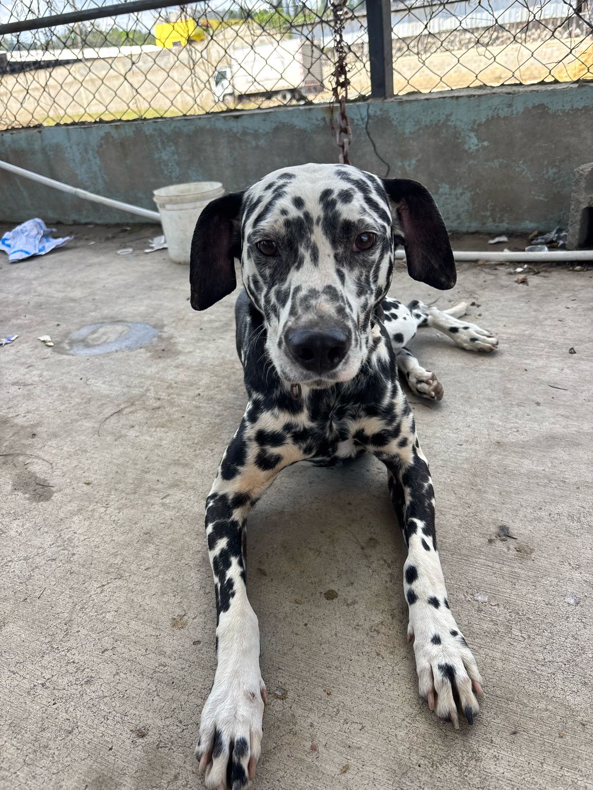 animales y mascotas - Dalmata Cachorros 100% puros 6