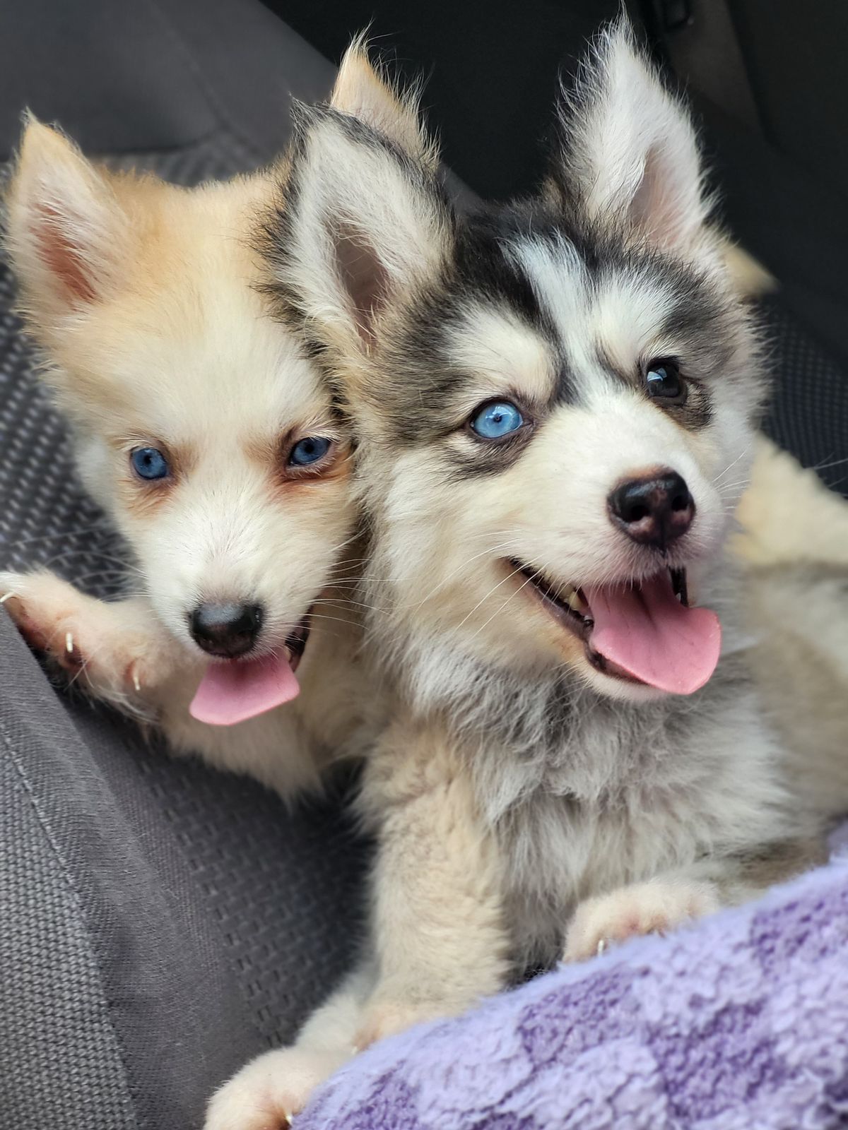 animales y mascotas - OFERTA CACHORRO HUSKY WOOLY MACHO SE ENTREGA CON T