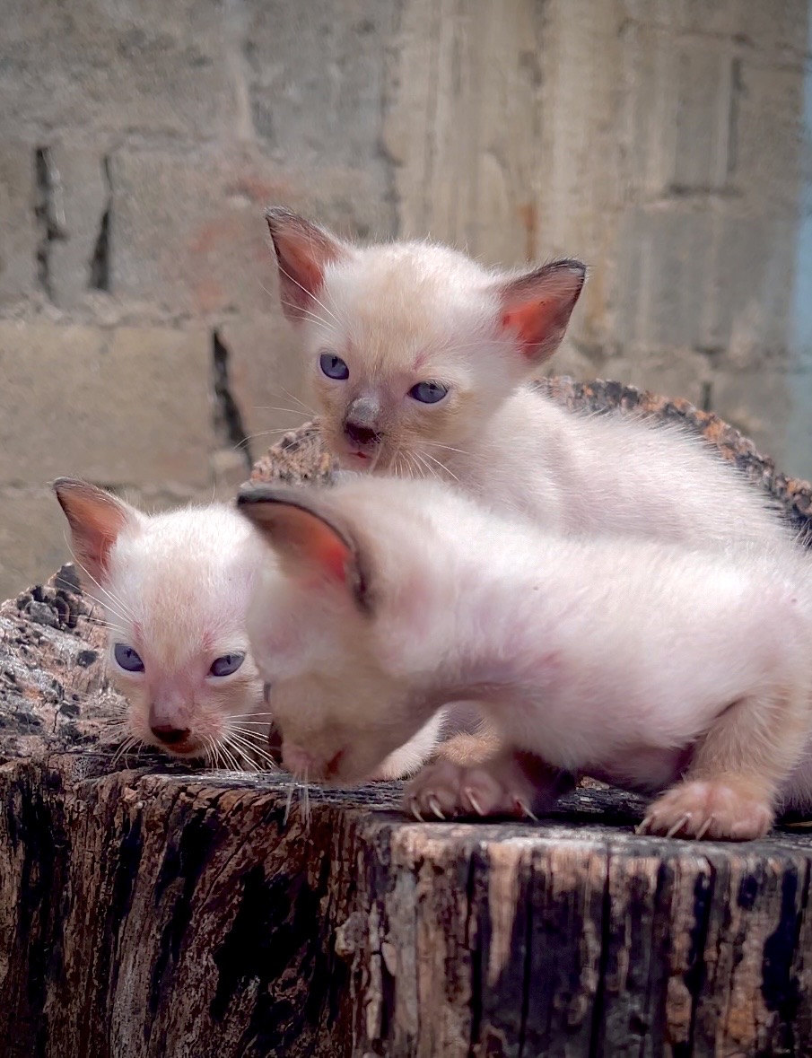 animales y mascotas - gatos siameses para apartar