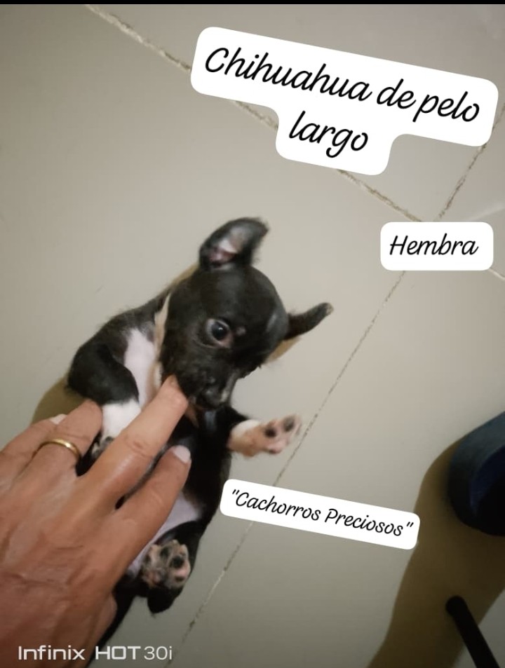 animales y mascotas - Chihuahua de pelo largo y pelo corto 10