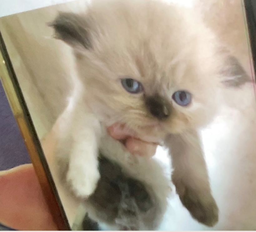 animales y mascotas - Gatita Persa Doll Face Himalaya Blue Point 1