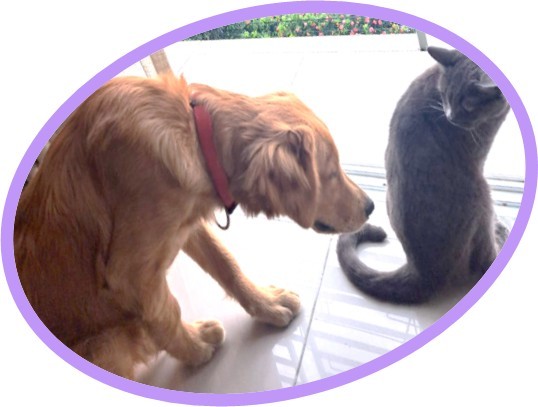 animales y mascotas - Golden Retreiver En Adopción