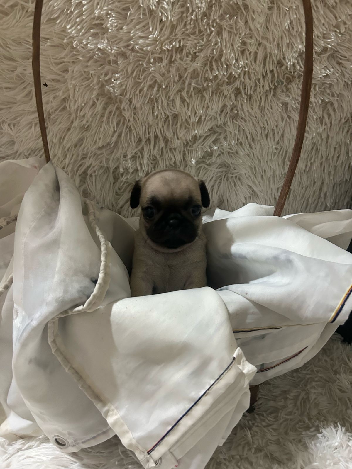 animales y mascotas - pug 5