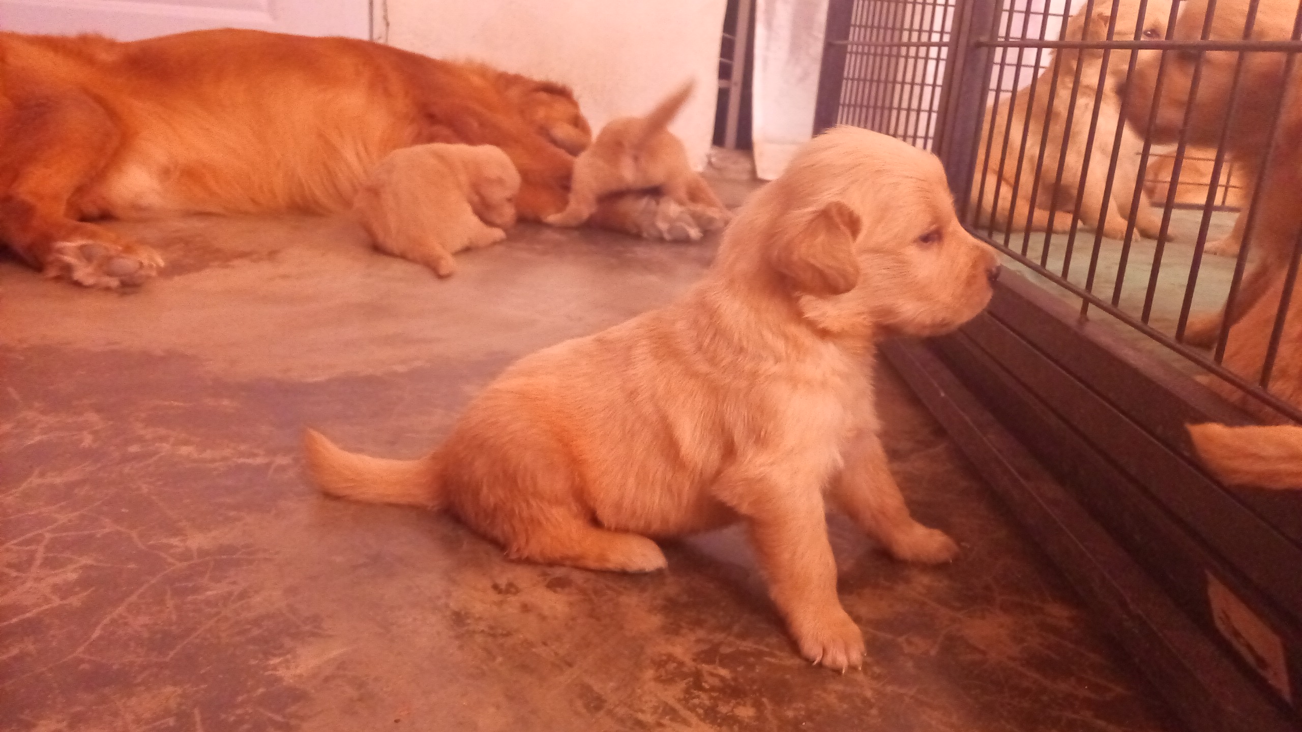 animales y mascotas - Golden retrivers  3
