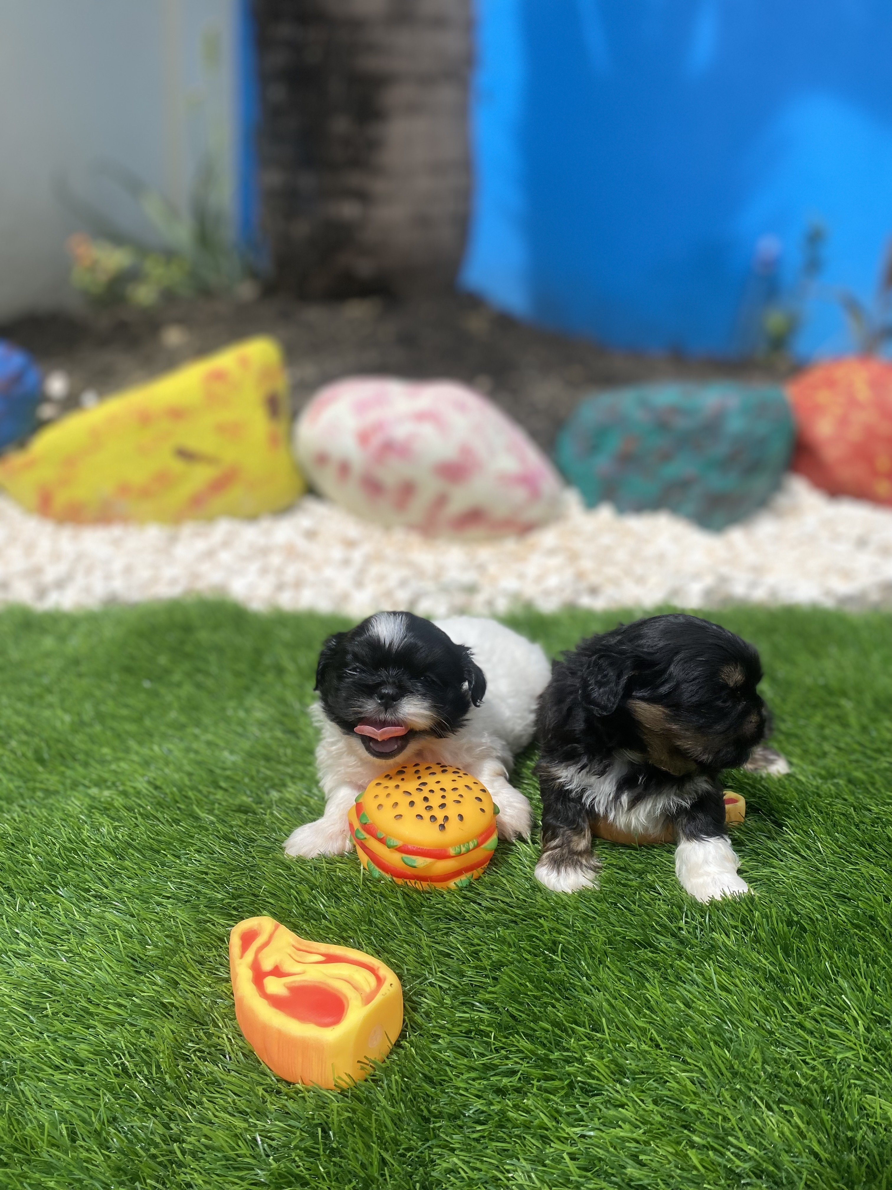 animales y mascotas - shipoo