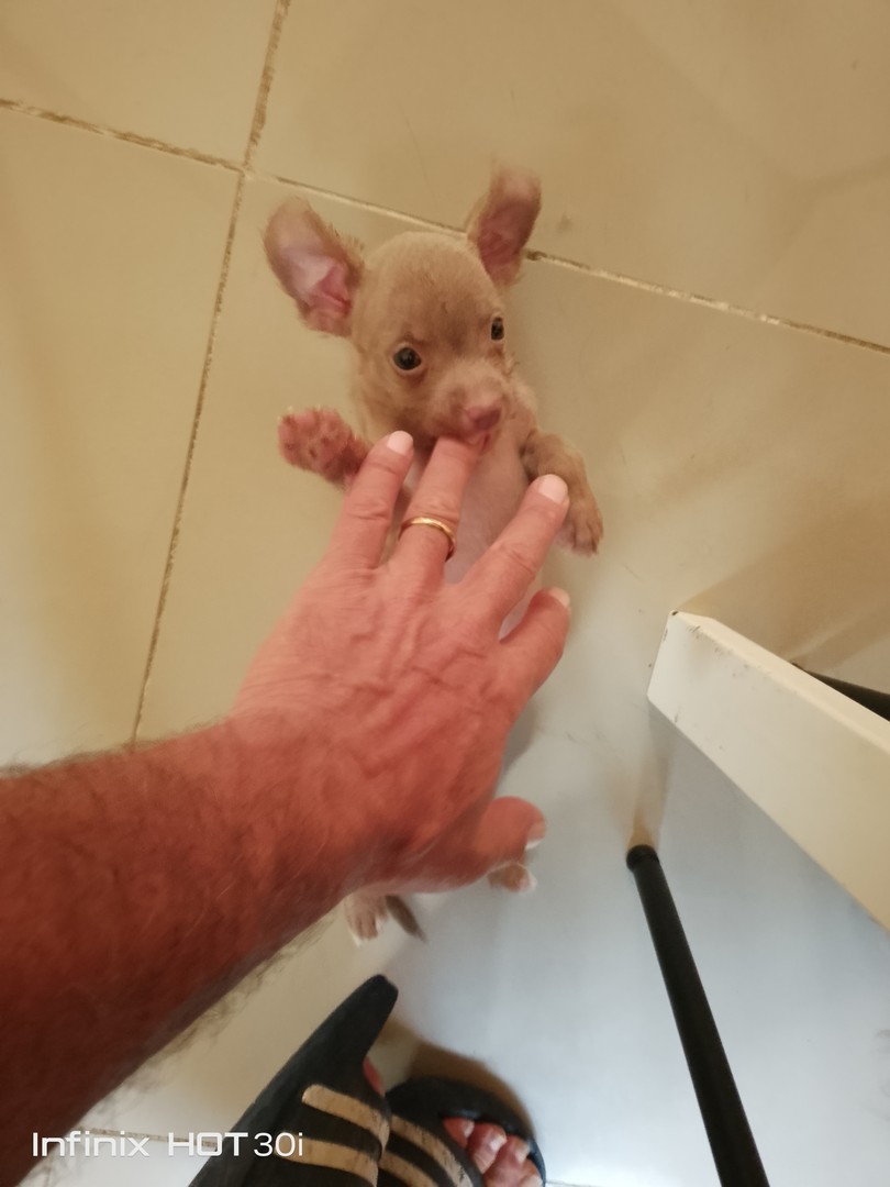 animales y mascotas - Chihuadoodle Miniature "Goldendoodle Miniature mix Chihuahua Miniature" 5