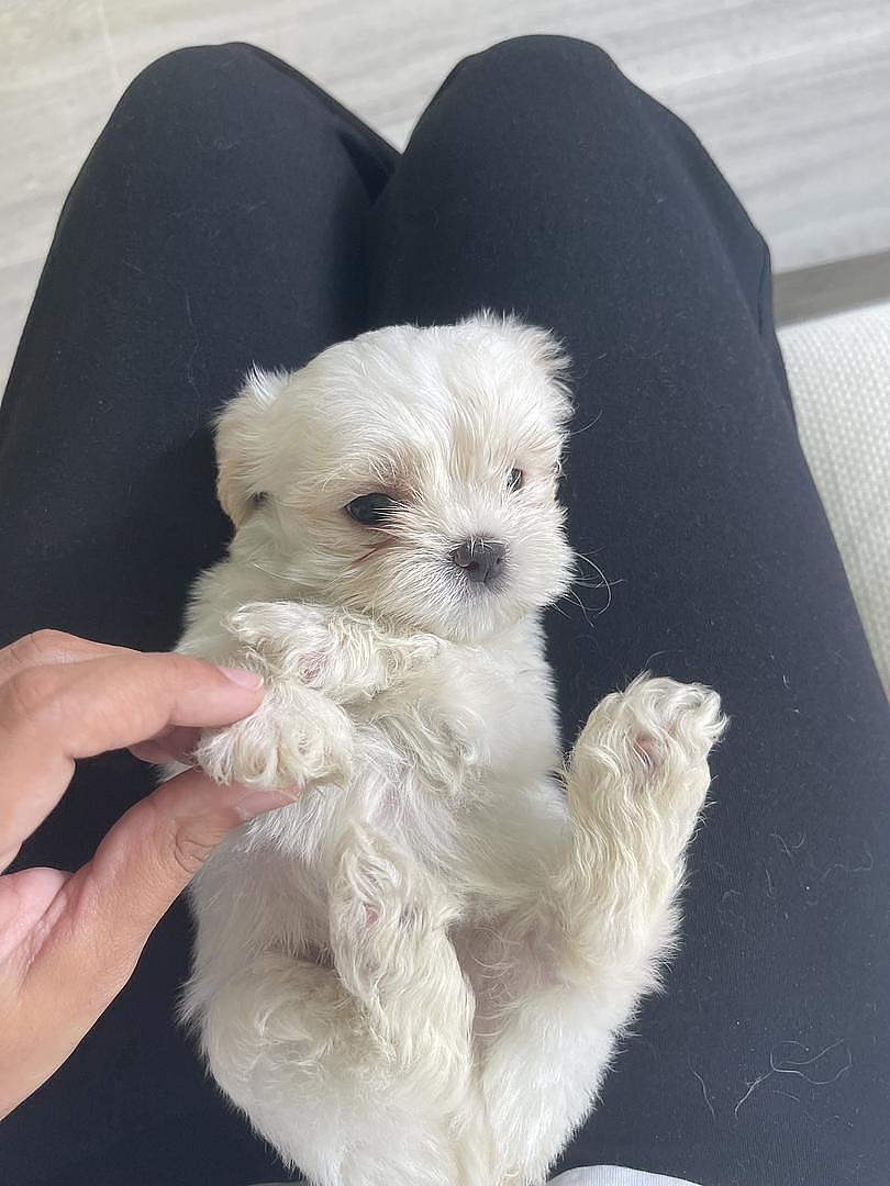 animales y mascotas - Cachorros Shih Tzu x Maltés,tercera camada, sanos, comen purina,nacidos mayo 30 2