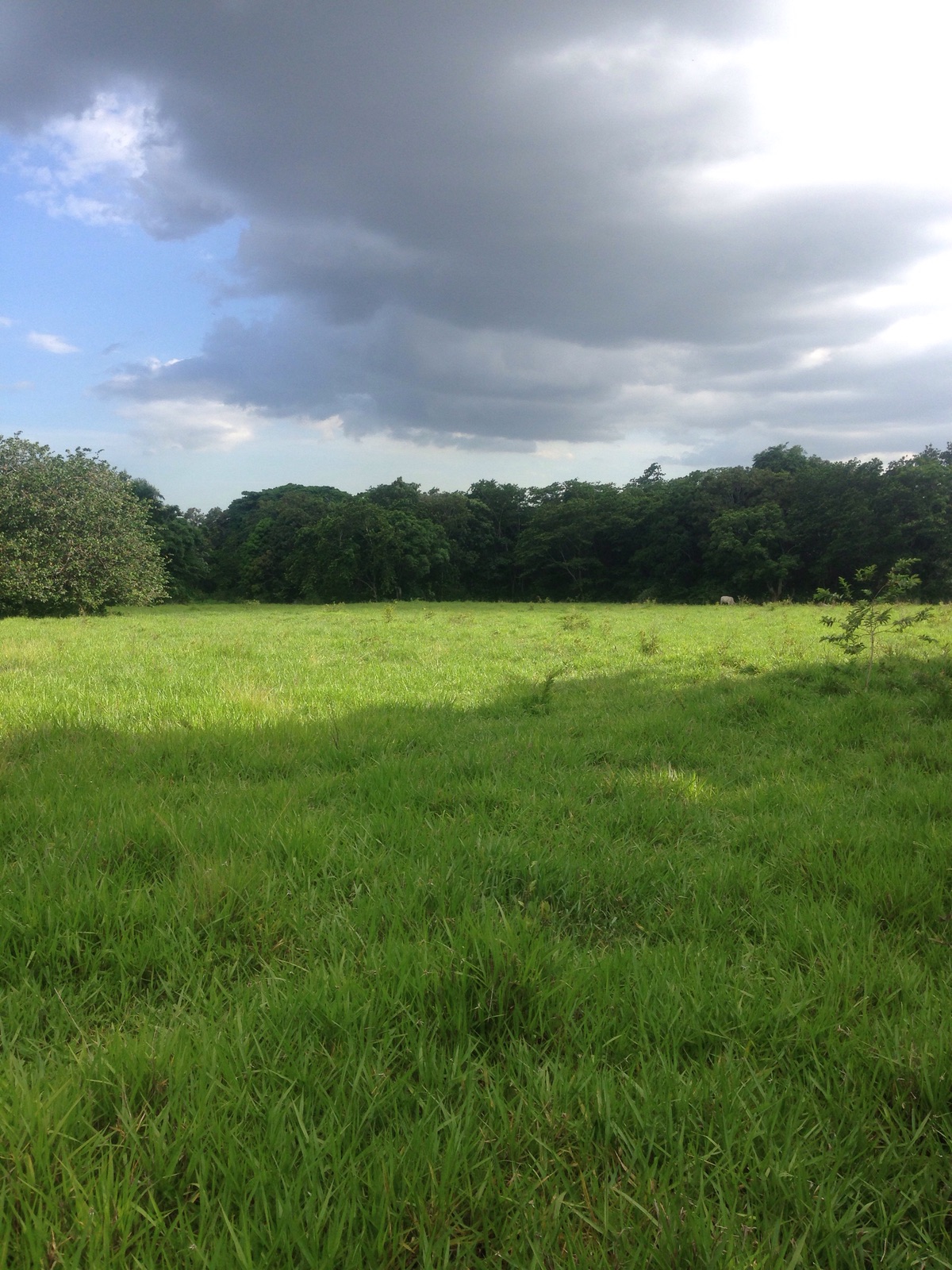 solares y terrenos - Vendo finca ganadera de oportunida en Bayaguana 2