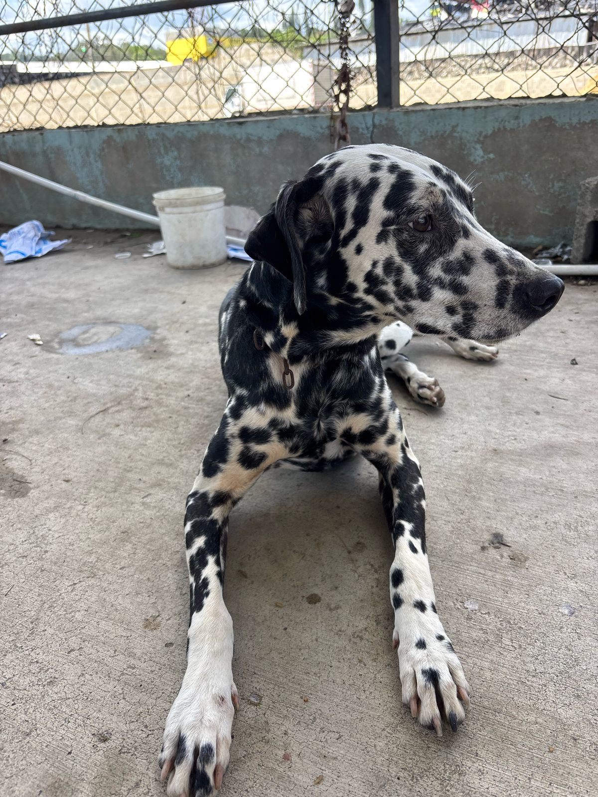 animales y mascotas - Dalmata Cachorros 100% puros 7