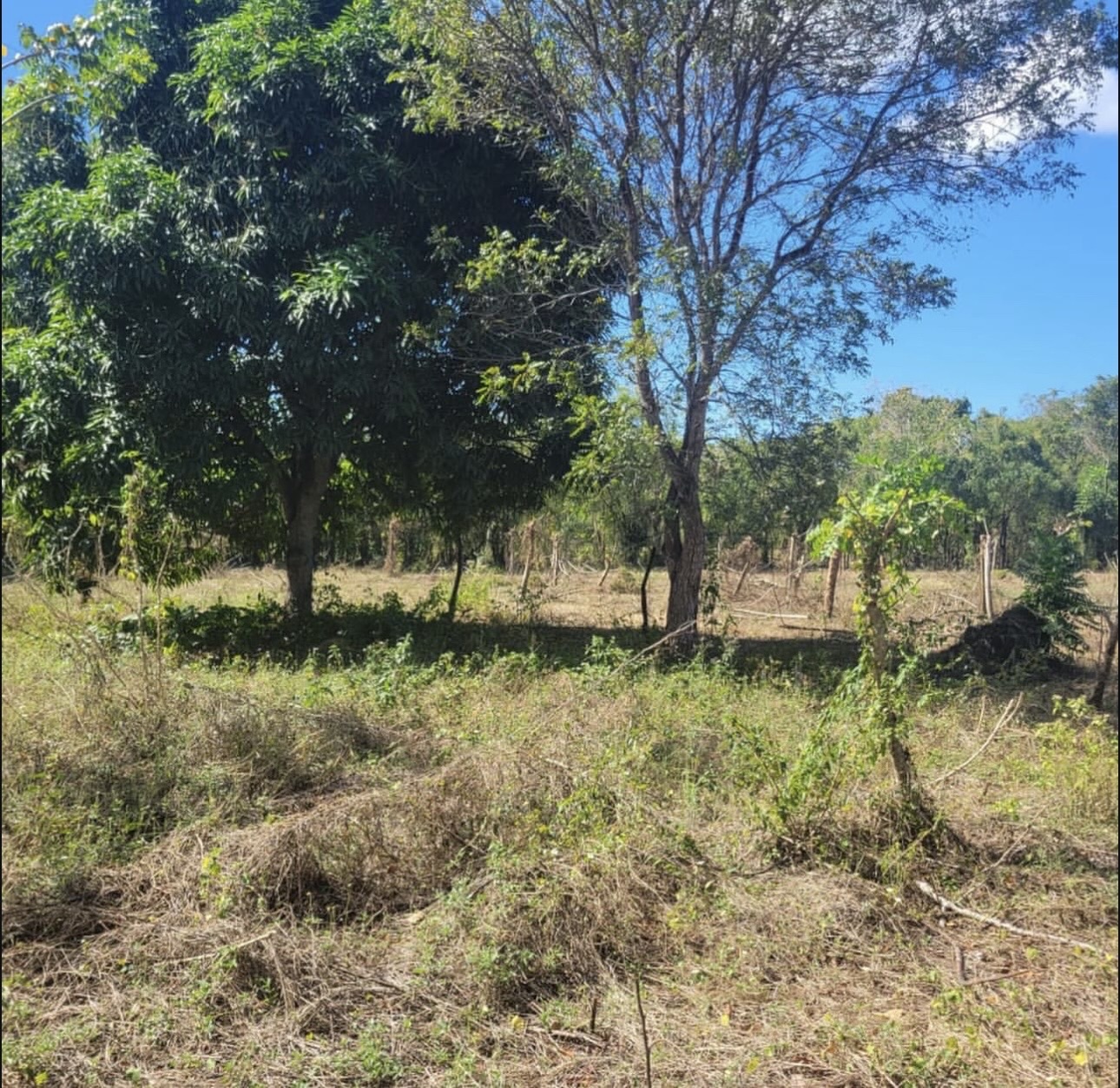 solares y terrenos - Se vende hermoso solar, en el municipio de los llanos San pedro de macoris. 0
