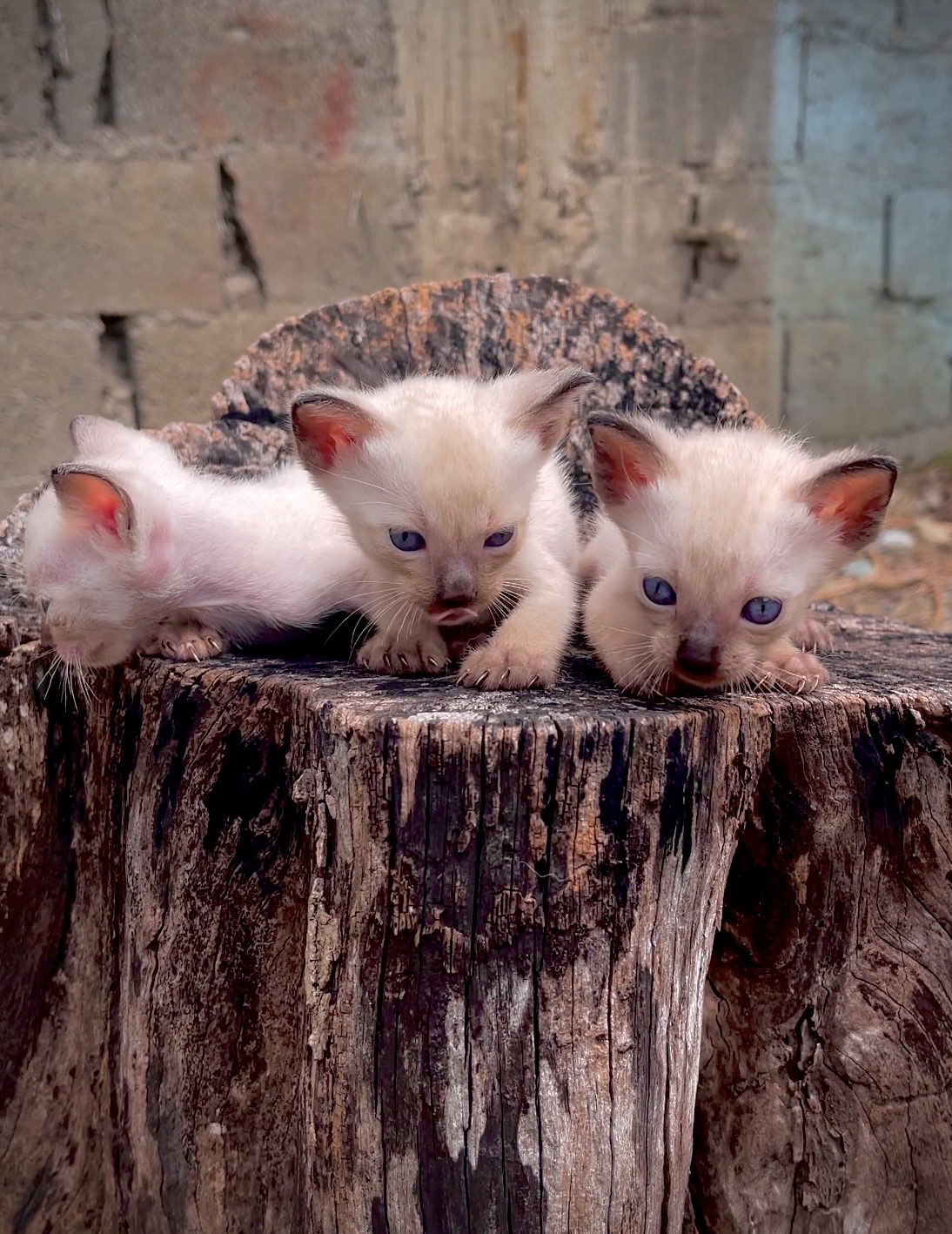 animales y mascotas - gatos siameses para apartar 1