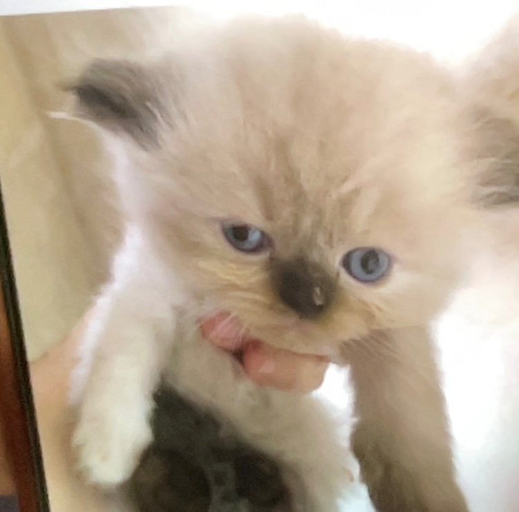 animales y mascotas - Gatita Persa Doll Face Himalaya Blue Point 2