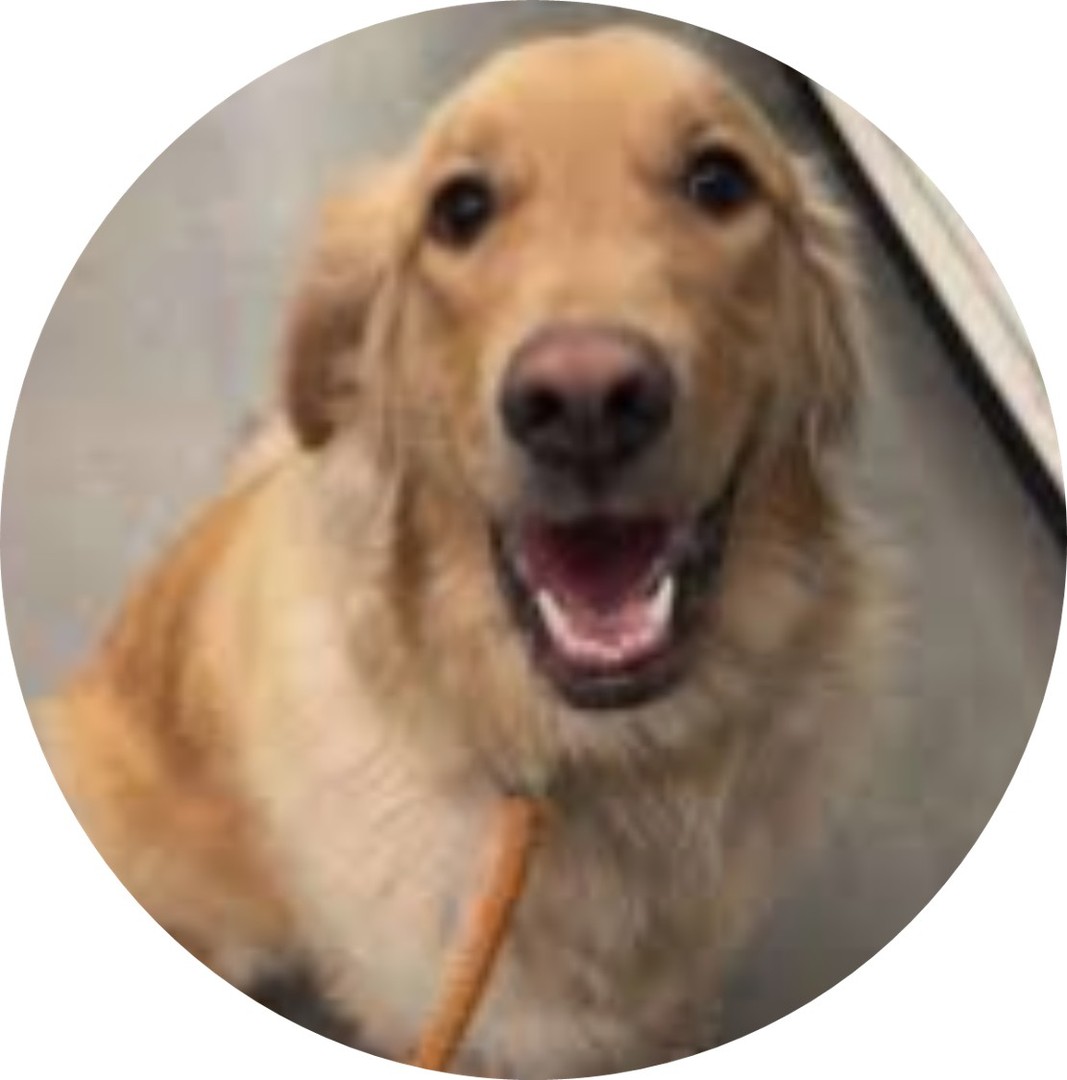 animales y mascotas - Golden Retreiver En Adopción 1